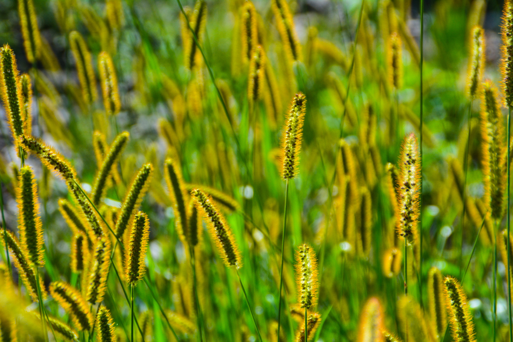 Nikon D5200 + Tamron AF 18-200mm F3.5-6.3 XR Di II LD Aspherical (IF) Macro sample photo. Sun-drenched grass photography