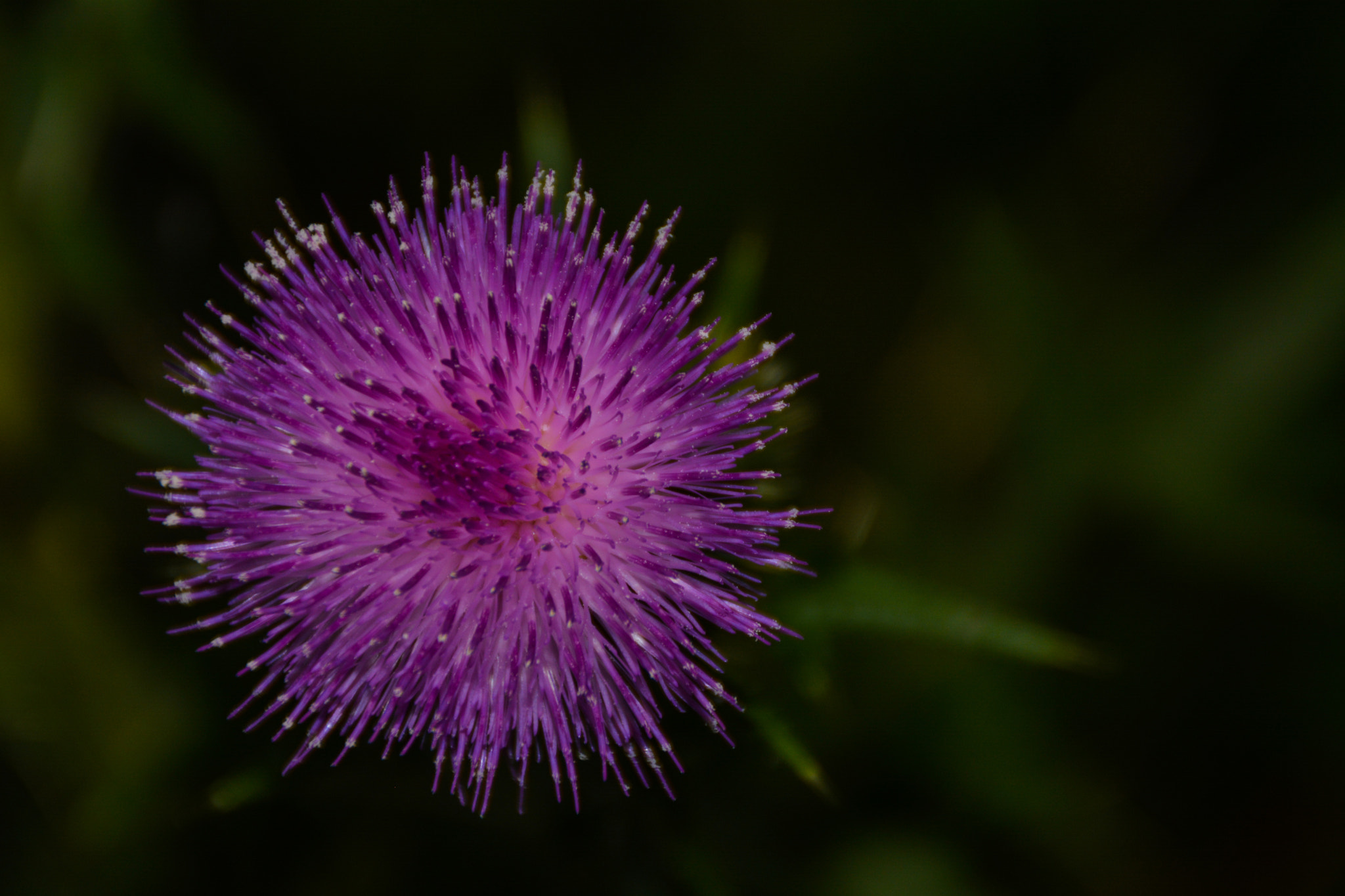Nikon D5200 + Tamron AF 18-200mm F3.5-6.3 XR Di II LD Aspherical (IF) Macro sample photo. Purple flower thistle photography