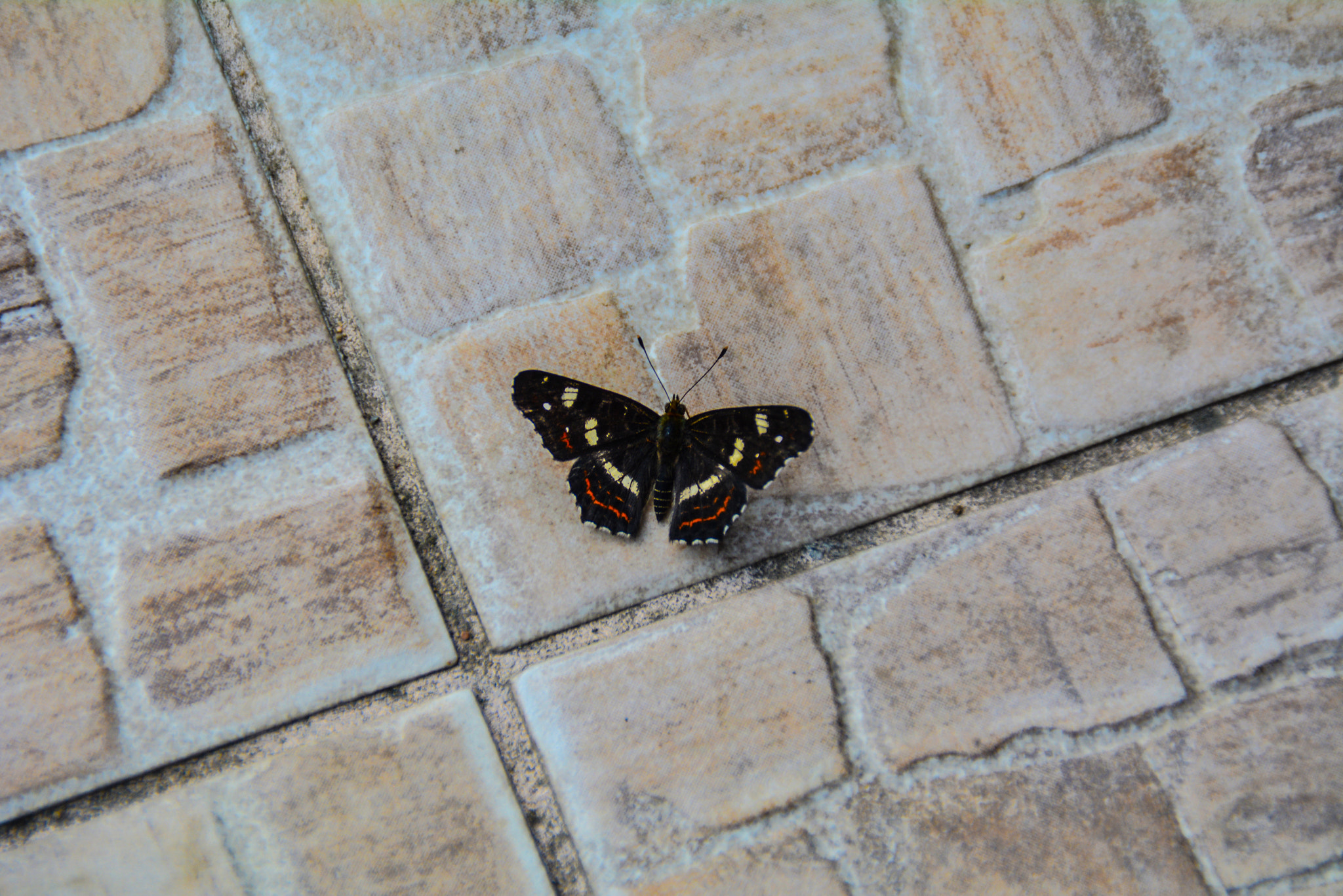 Nikon D5200 + Tamron AF 18-200mm F3.5-6.3 XR Di II LD Aspherical (IF) Macro sample photo. Butterfly on the floor photography