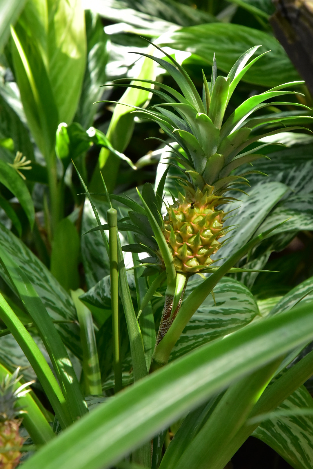 Nikon D5500 sample photo