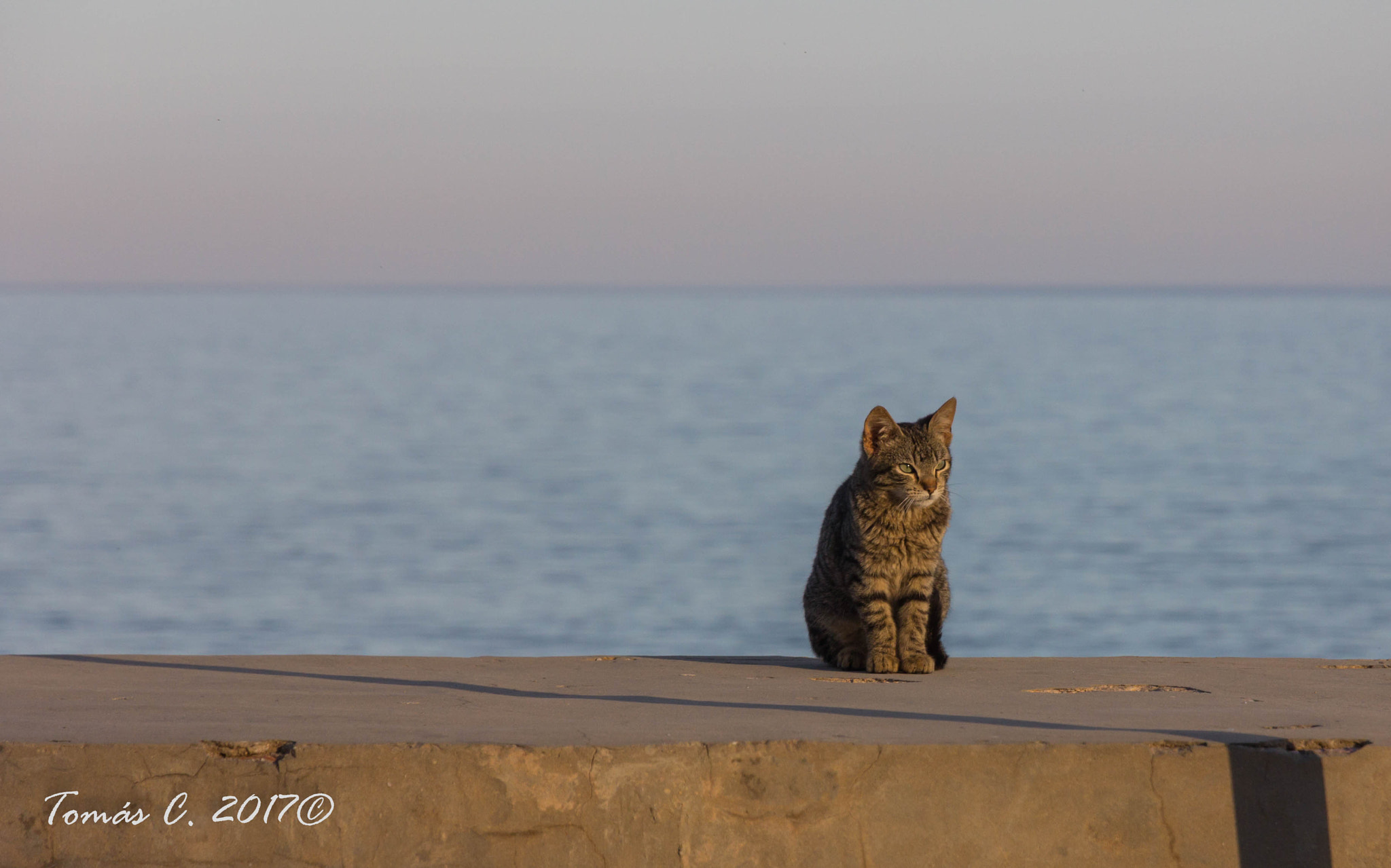 Canon EOS 60D sample photo. Cat photography