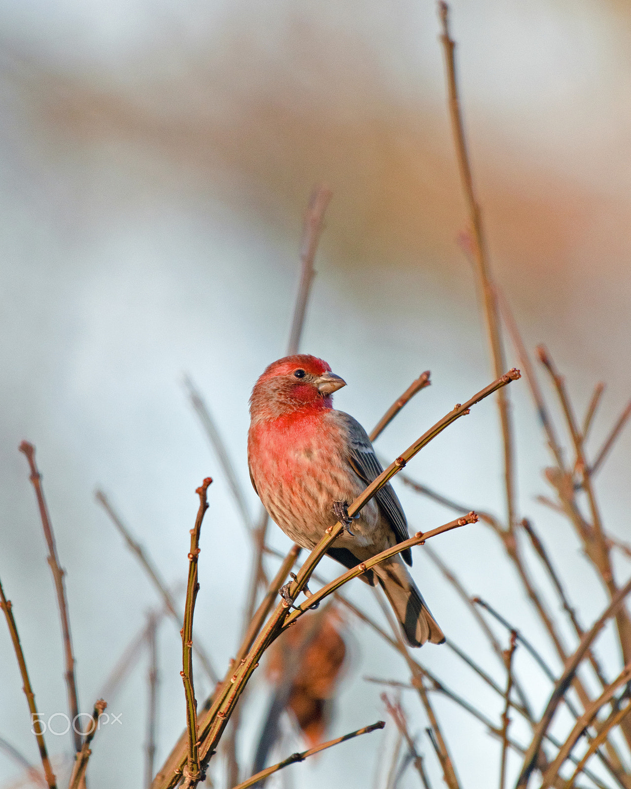 Nikon AF-S Nikkor 200-500mm F5.6E ED VR sample photo. 2017 02 26_4772.jpg photography