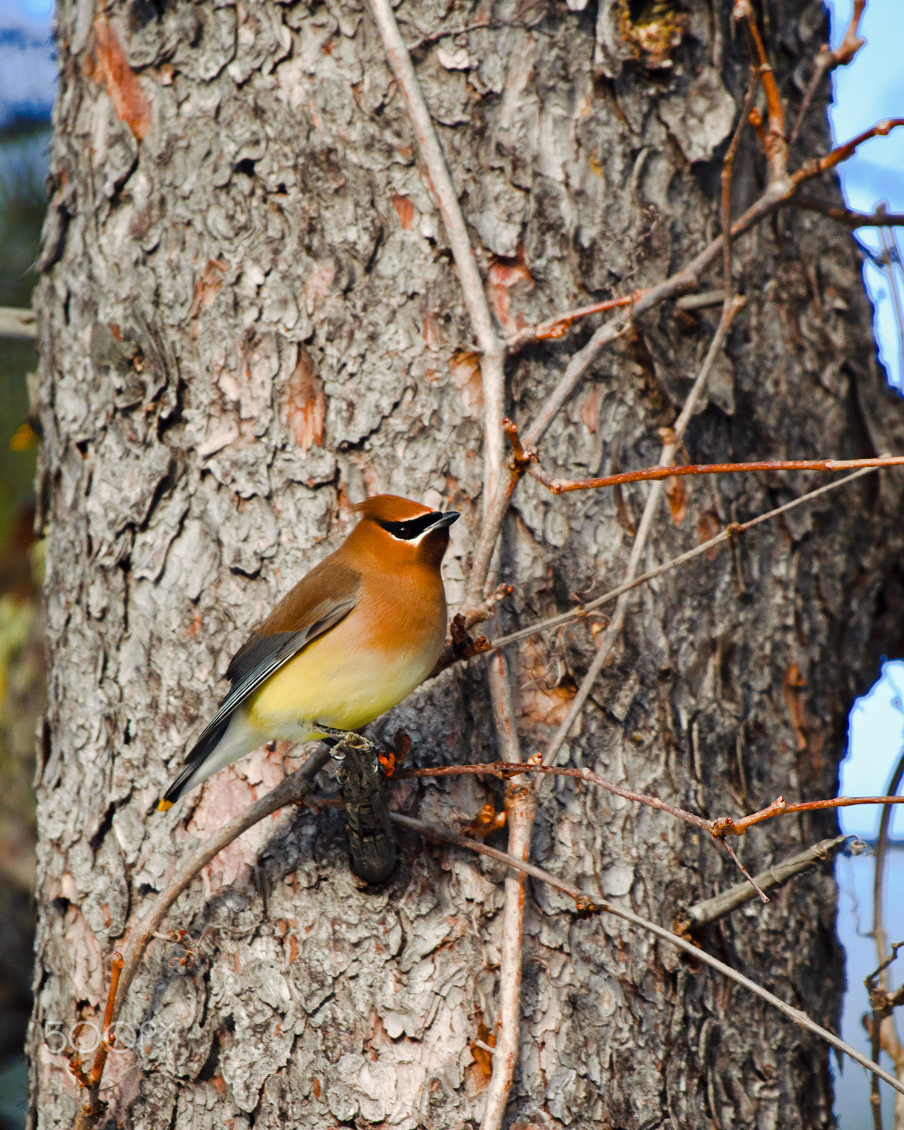 Nikon AF-S Nikkor 200-500mm F5.6E ED VR sample photo. 2017 03 18_4639.jpg photography
