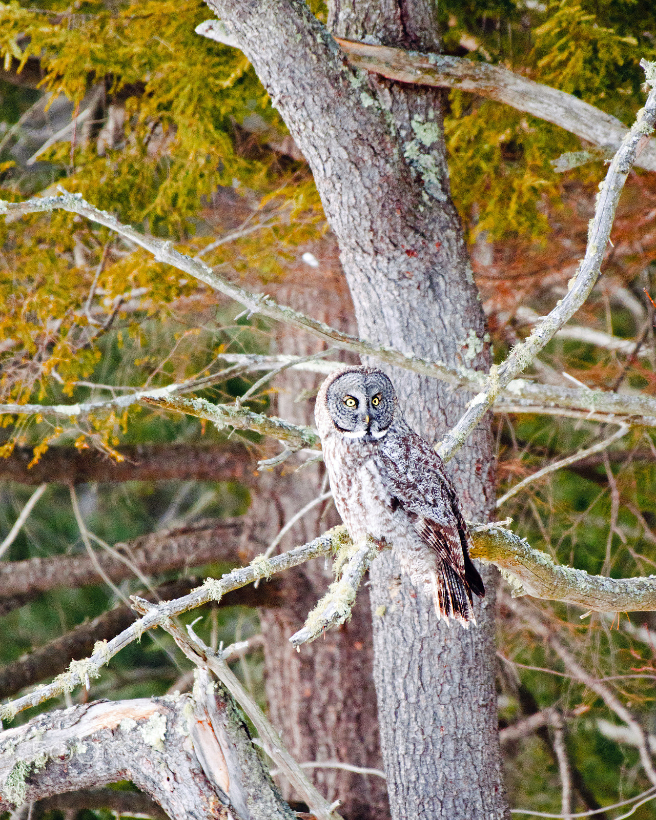 Nikon AF-S Nikkor 200-500mm F5.6E ED VR sample photo. 2017 03 18_4717.jpg photography