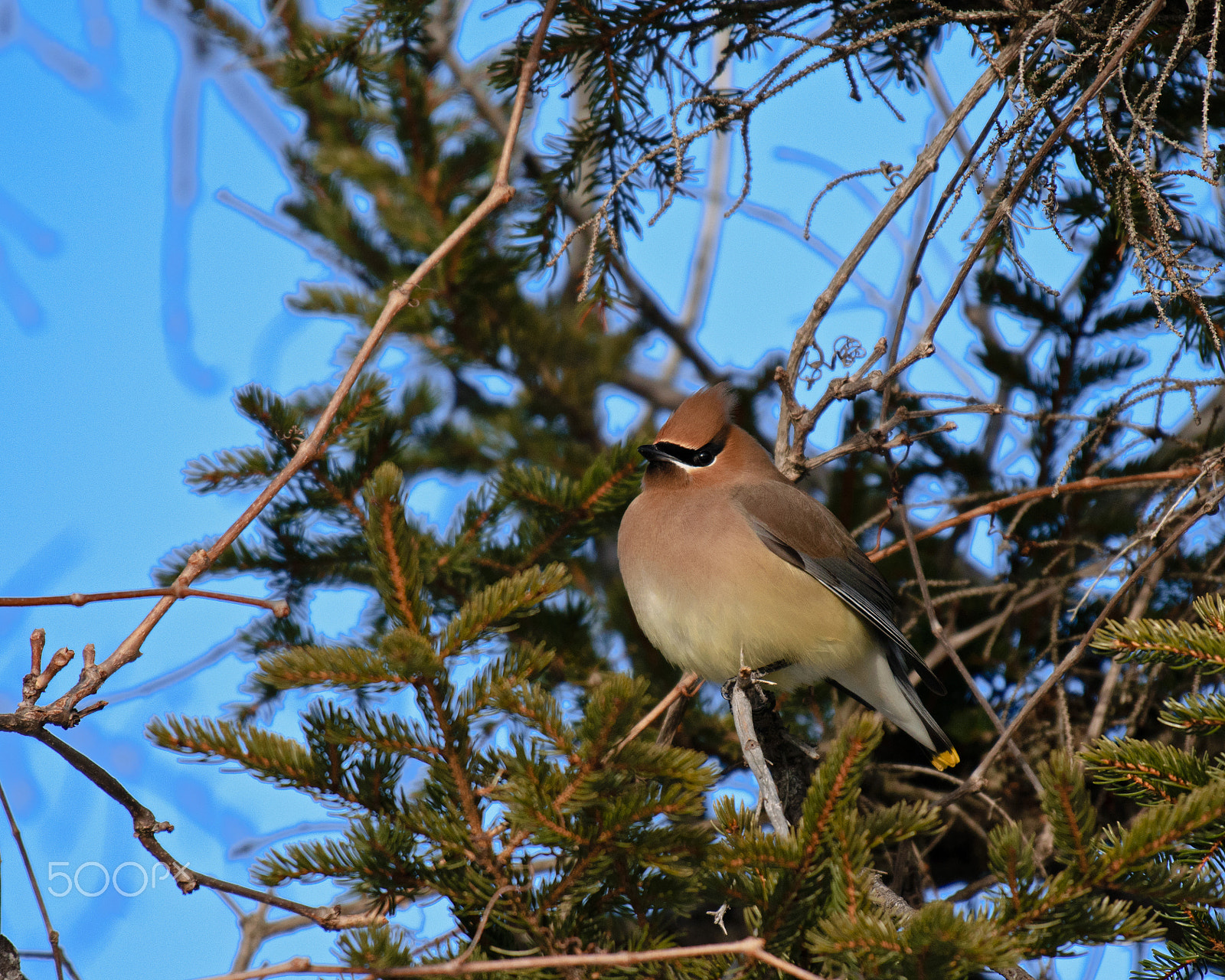 Nikon AF-S Nikkor 200-500mm F5.6E ED VR sample photo. 2017 03 18_4644.jpg photography