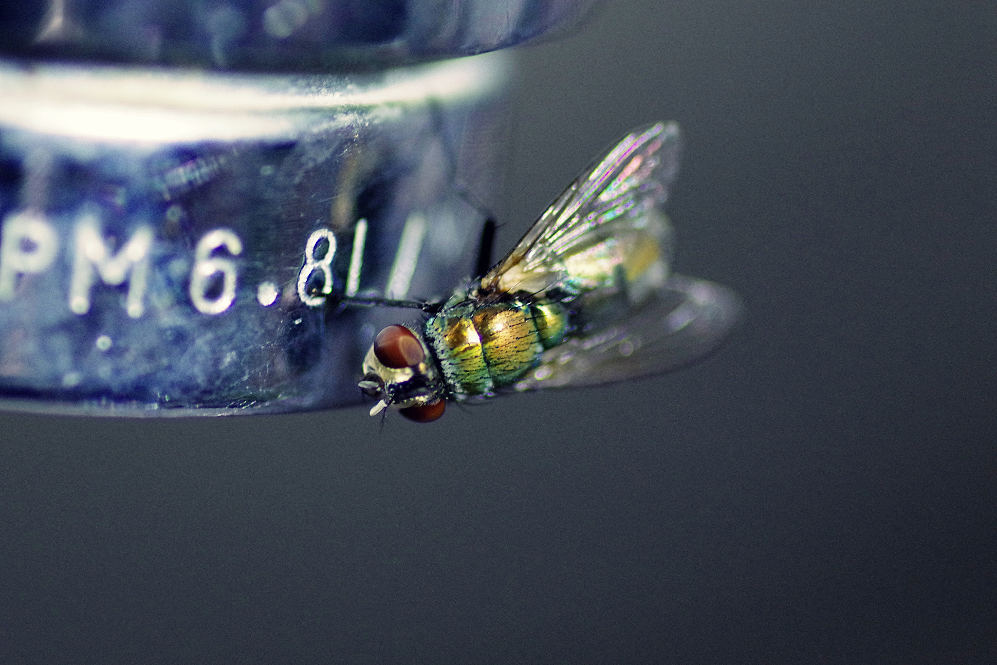 Pentax smc D-FA 100mm F2.8 Macro WR sample photo. La mosca 2 photography