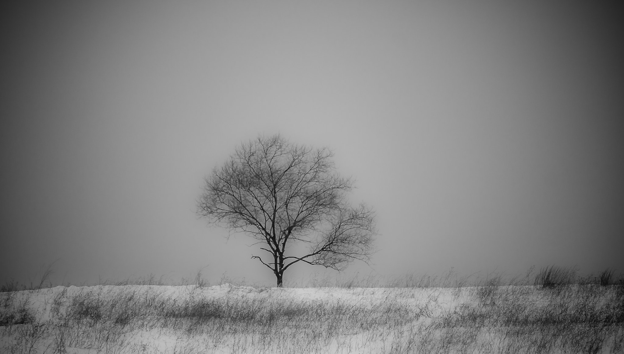 Canon EF-S 55-250mm F4-5.6 IS sample photo. Last time seen, this tree was knocked down by wind not long after this photo was taken photography