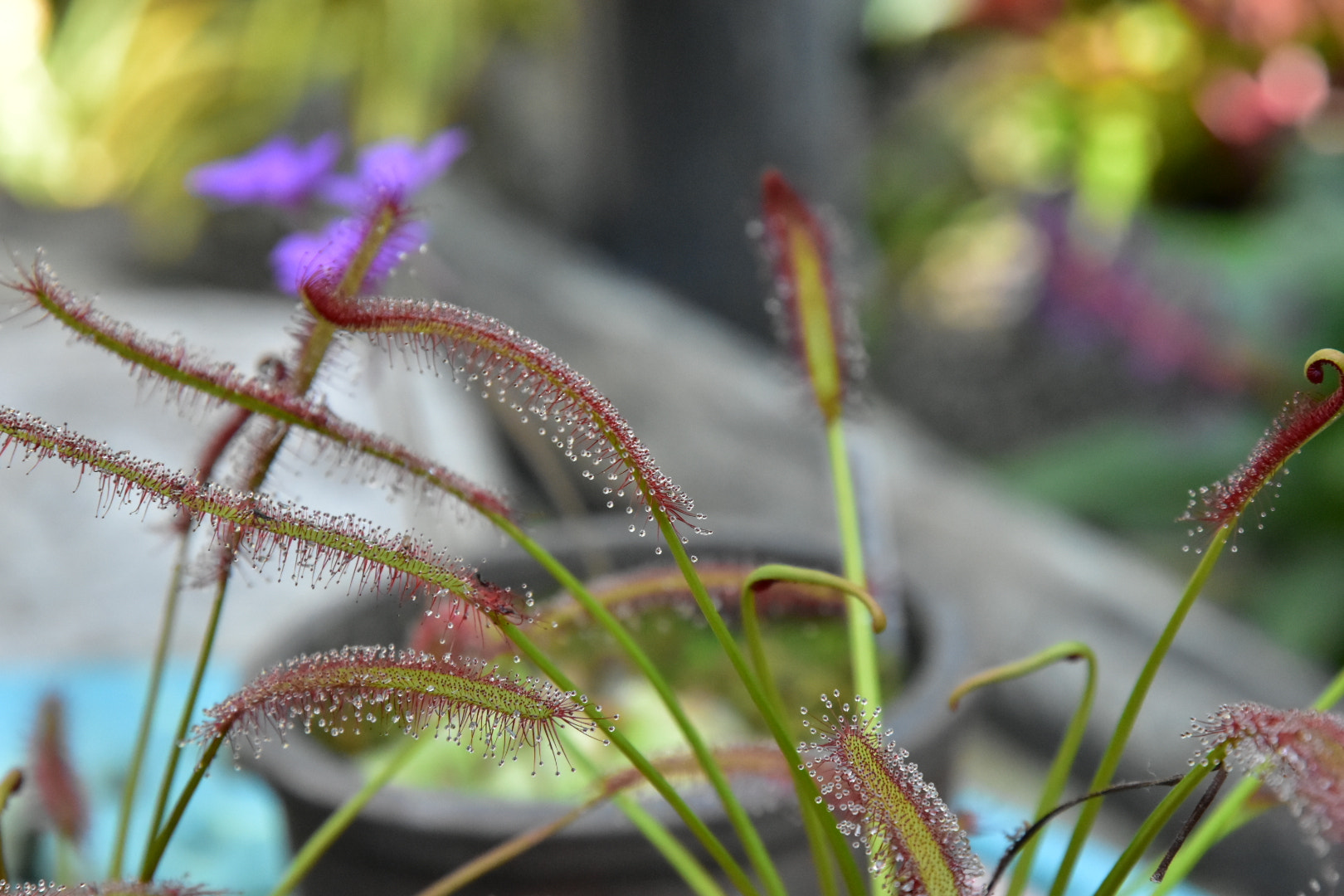 Nikon D5500 sample photo
