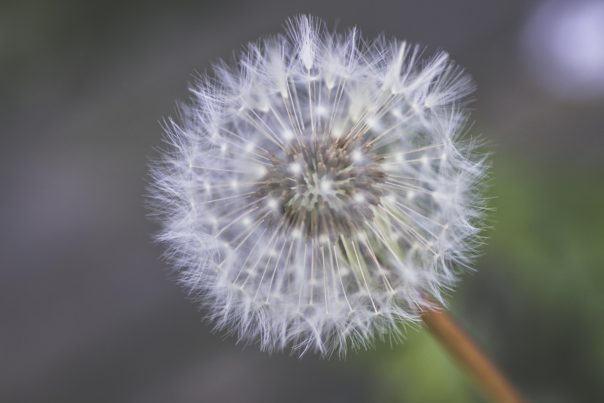Canon EOS 600D (Rebel EOS T3i / EOS Kiss X5) + Tamron SP AF 90mm F2.8 Di Macro sample photo. Dandelion photography