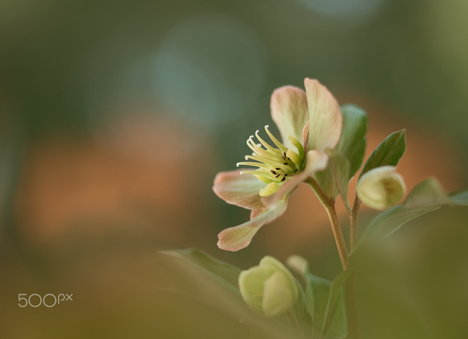 Nikon D810 sample photo. Helleborus photography