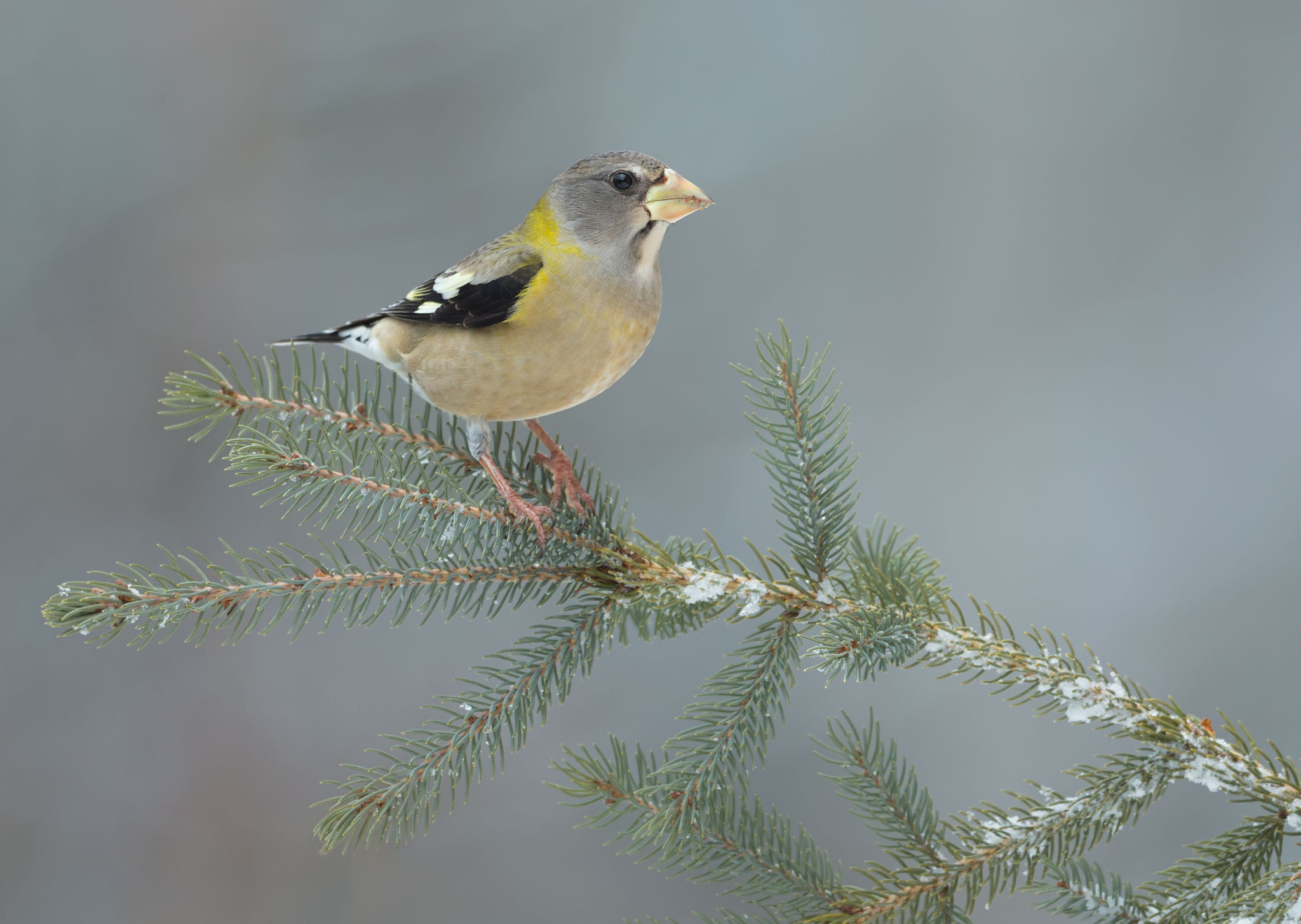 Canon EOS-1D X + Canon EF 500mm F4L IS USM sample photo. Evening grosebeak photography