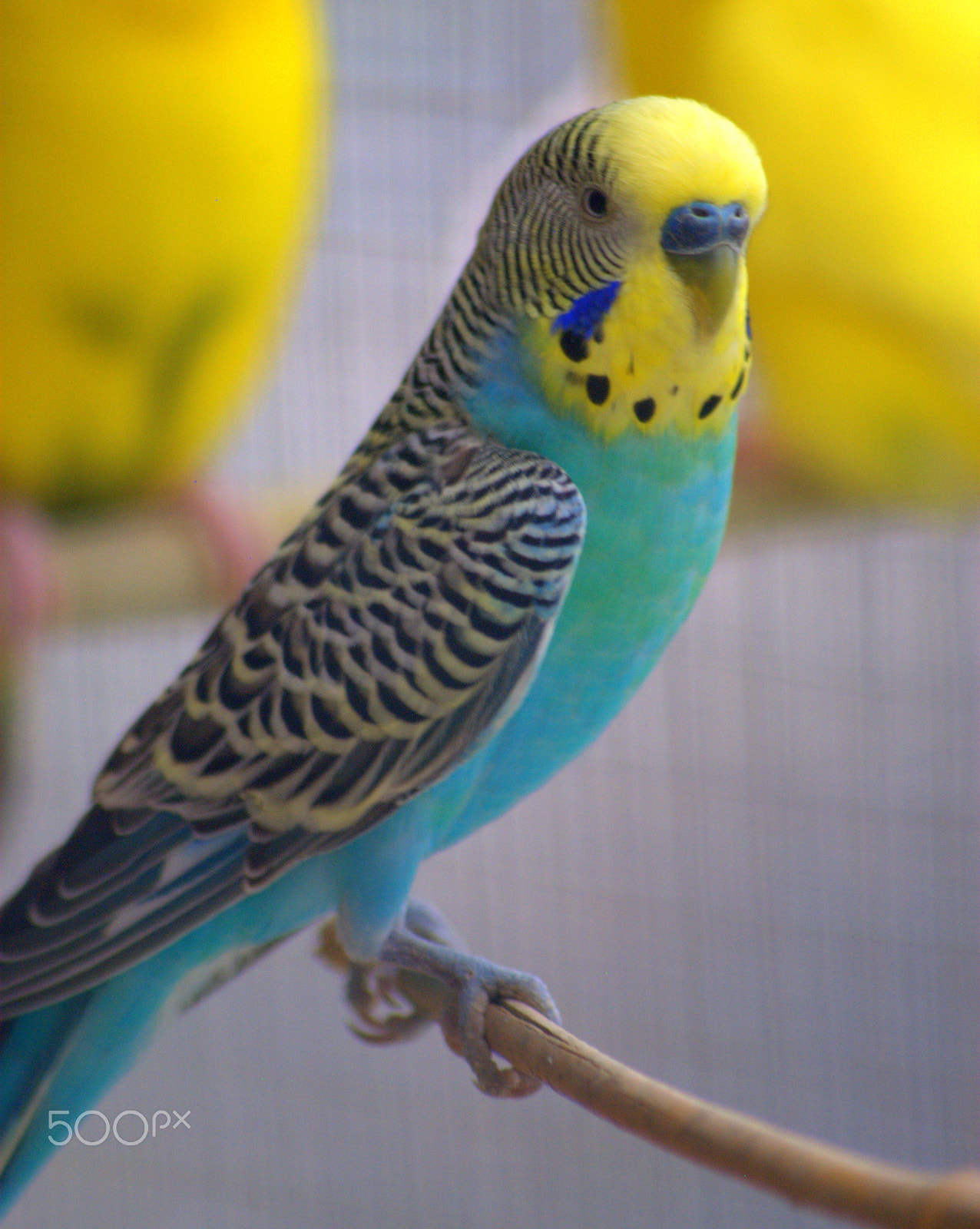 Sigma 70-300mm F4-5.6 APO DG Macro sample photo. Yellow face budgie photography
