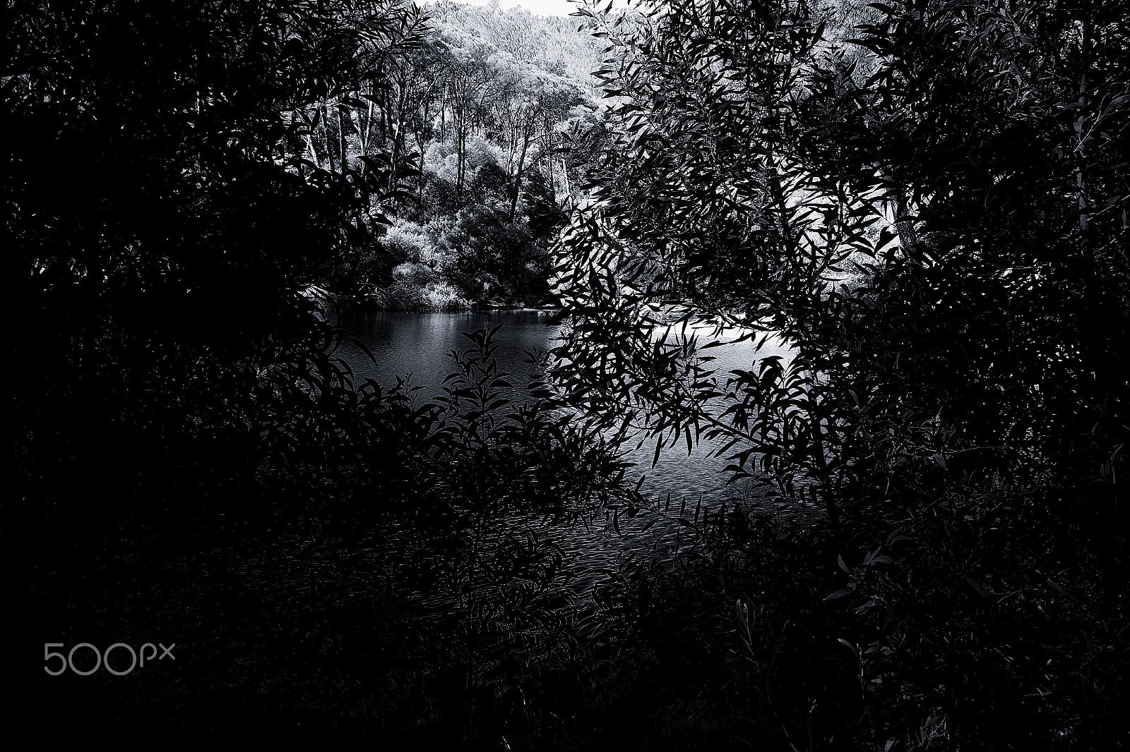 Sigma SD14 sample photo. Dark forest photography
