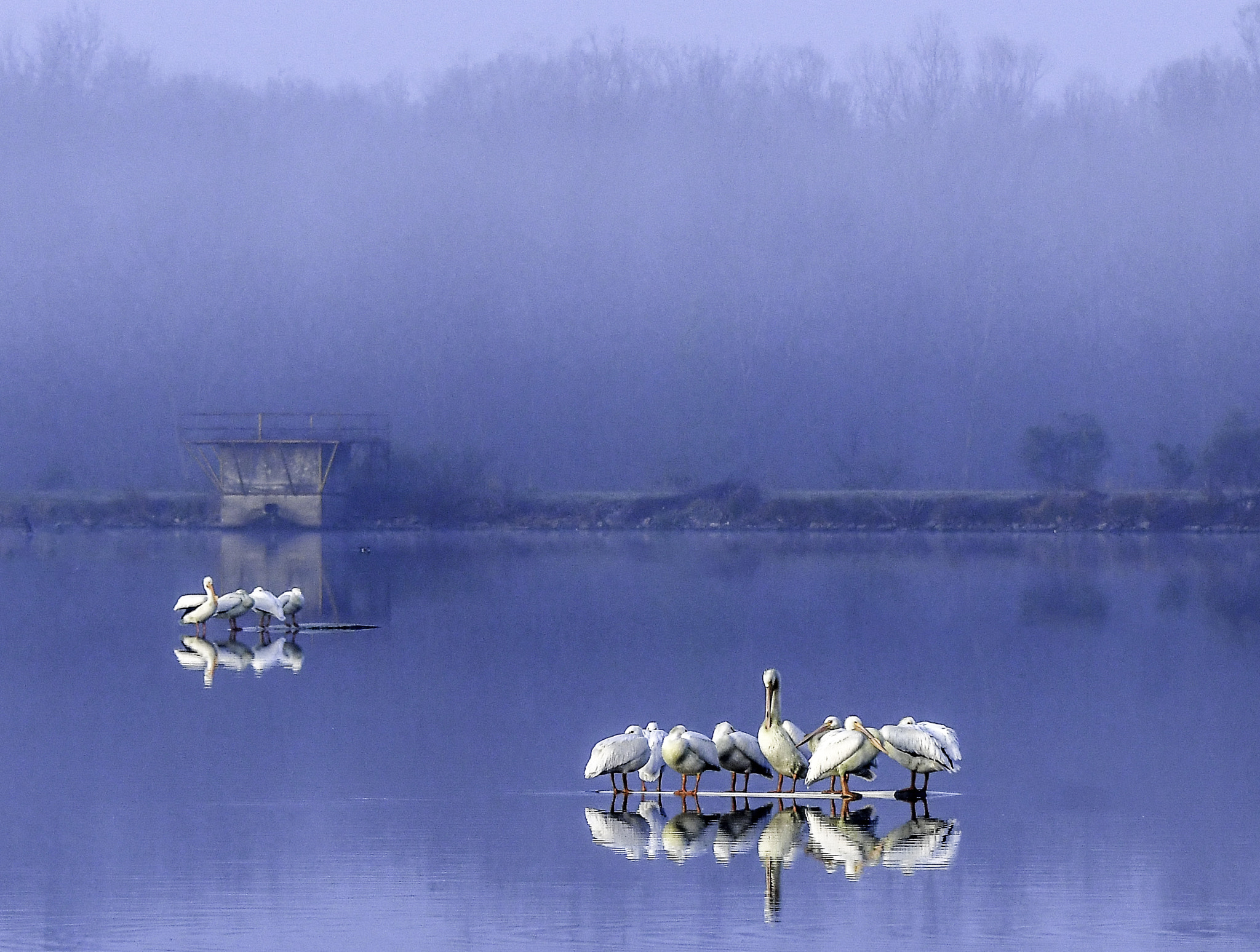Nikon D500 sample photo. Pelicans at fort chaffee, arkansas photography