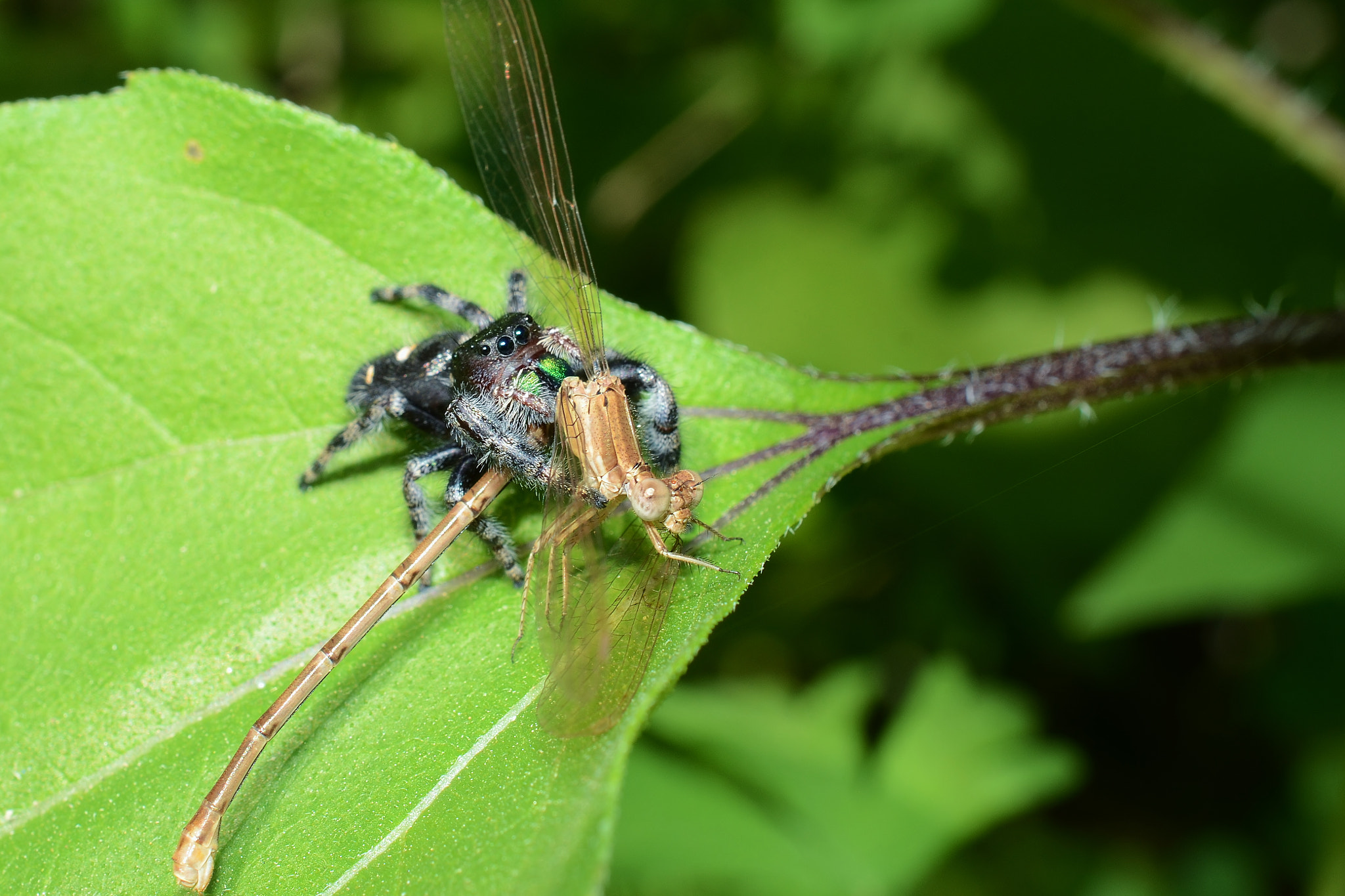 Nikon AF-S DX Micro Nikkor 40mm F2.8 sample photo. () photography
