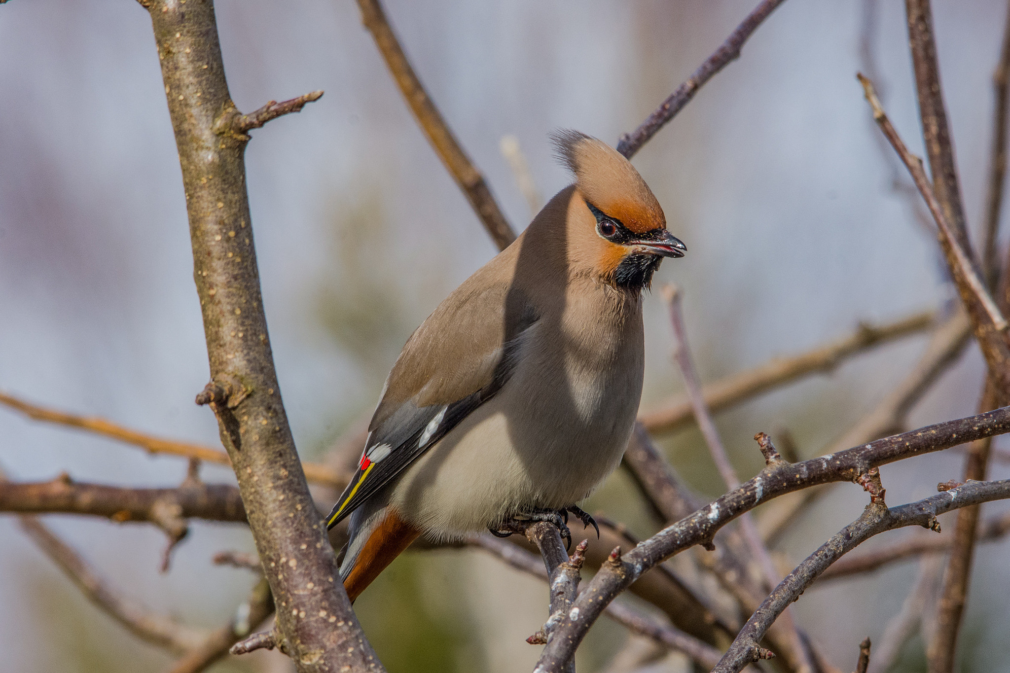 Sigma 150-500mm F5-6.3 DG OS HSM sample photo. Bohemian waxwing photography