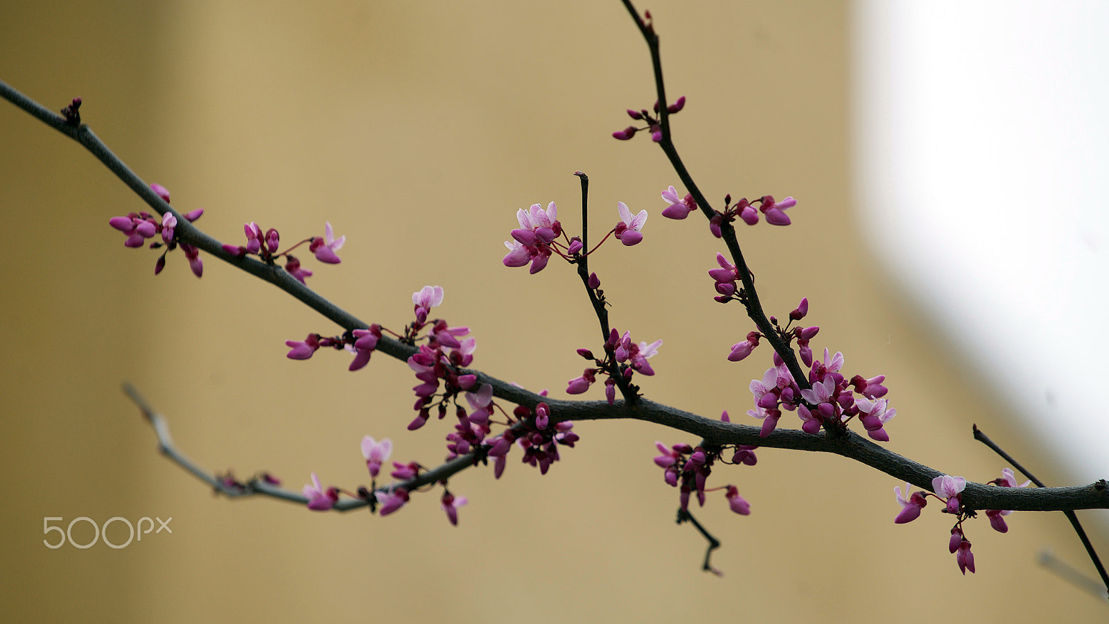 Sony a7S II + Sony FE 70-200mm F4 G OSS sample photo. Got to get up to get down photography