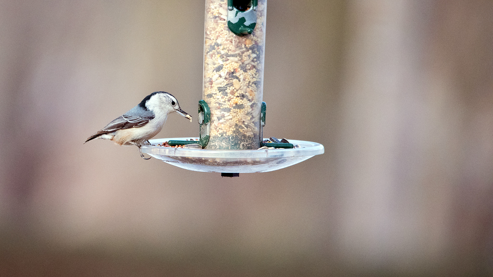 Nikon D750 + Sigma 50mm F2.8 EX DG Macro sample photo. White breasted nuthatch (i'll have this) photography