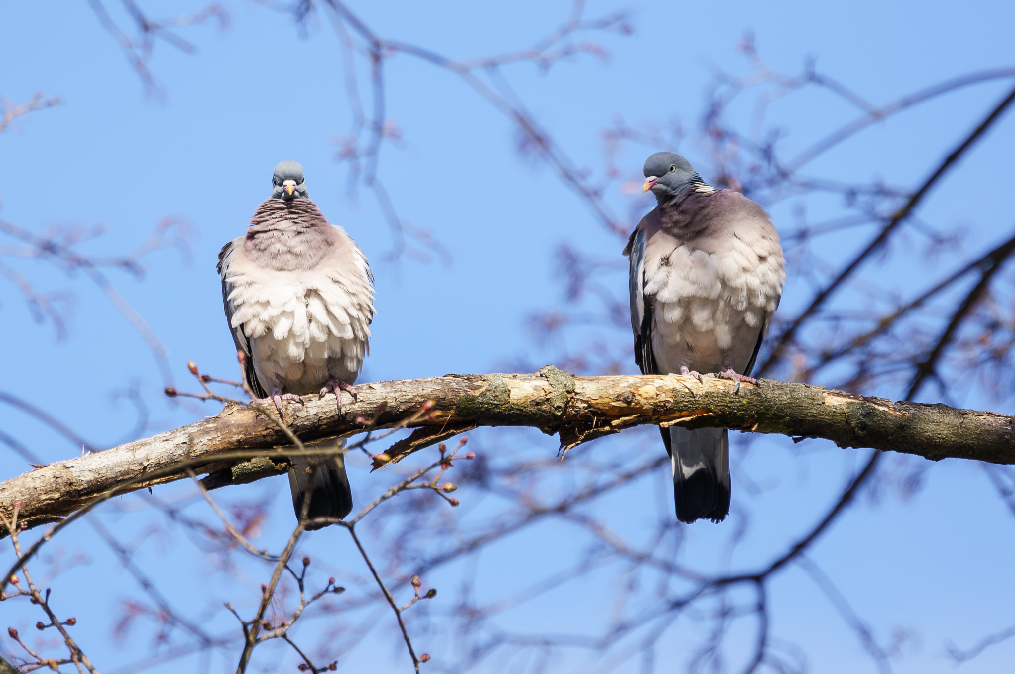 Sony Alpha NEX-6 sample photo. Wild pigeons photography