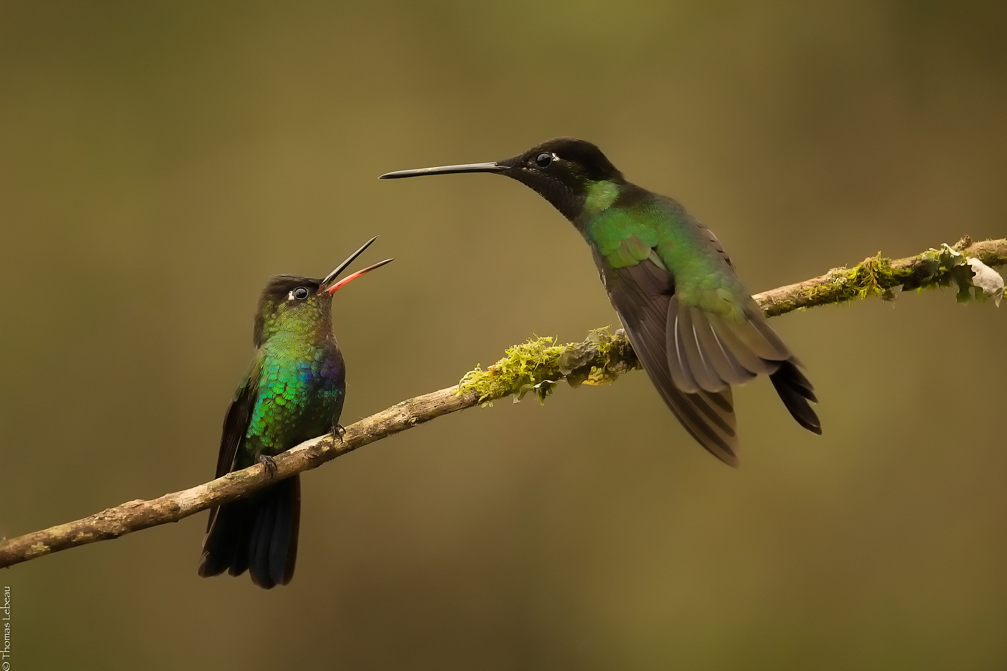 Canon EOS-1D X sample photo. Fiery-throated & magnificent hummingbirds photography