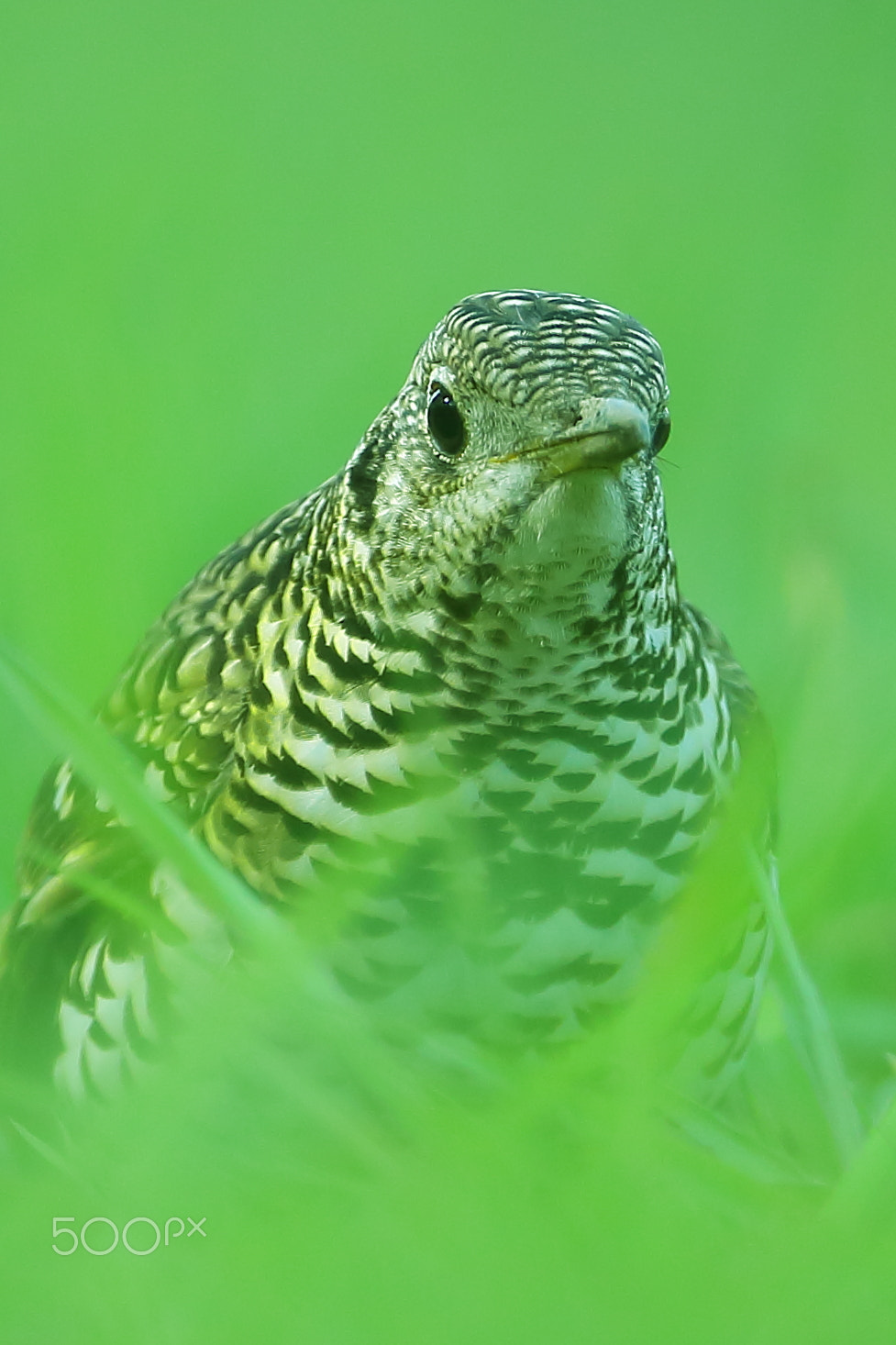 Canon EOS-1D X + Canon EF 400mm F2.8L IS II USM sample photo. 虎斑地鸫 photography