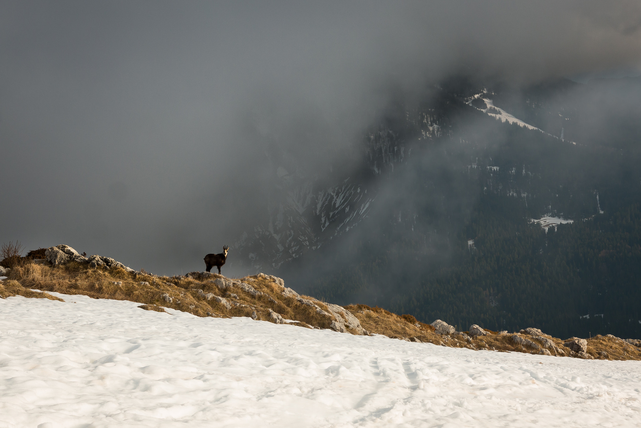 Canon EOS 70D + Sigma 18-35mm f/1.8 DC HSM sample photo. Chamois in french alps photography