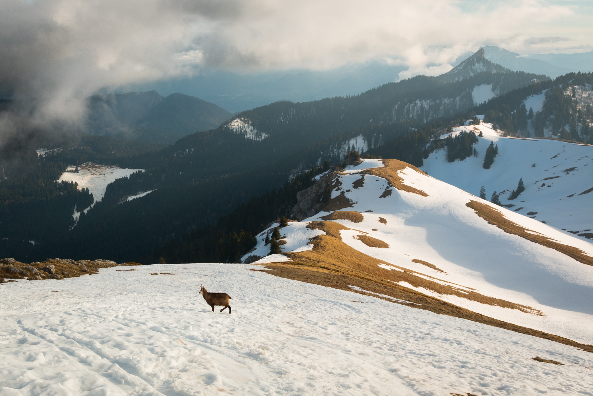 Canon EOS 70D + Sigma 18-35mm f/1.8 DC HSM sample photo. Chamois in french alps photography