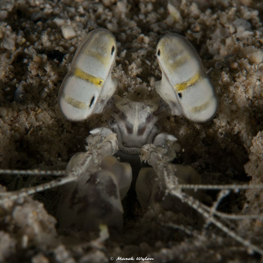 Nikon D800E sample photo. Tiger mantis | fiji | 2014.11.03 photography