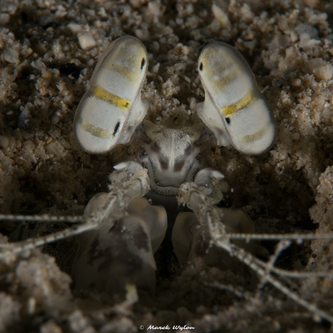Nikon AF-S Micro-Nikkor 60mm F2.8G ED sample photo. Tiger mantis | fiji | 2014.11.03 photography