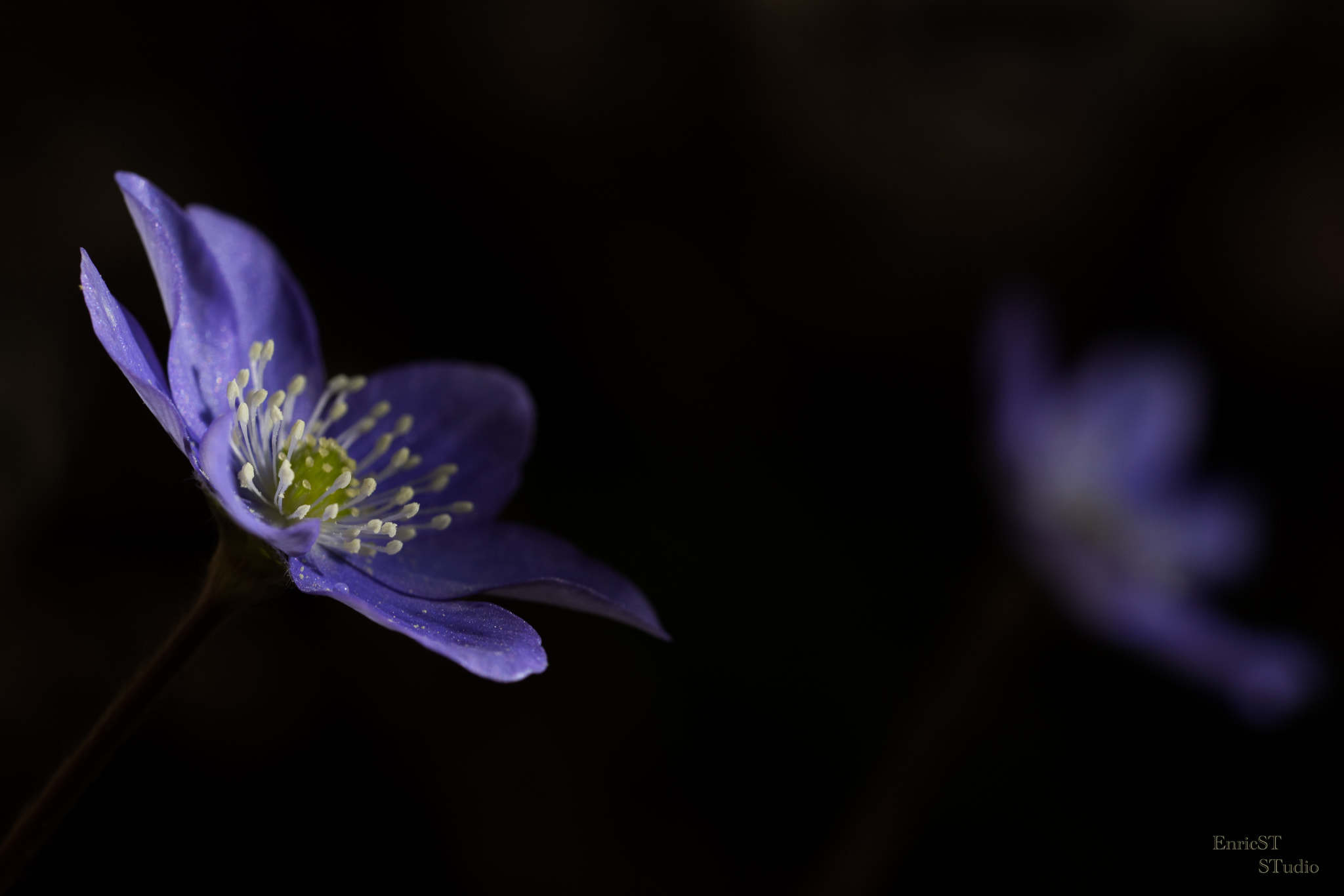 Sony a7 II sample photo. Anemone hepatica photography