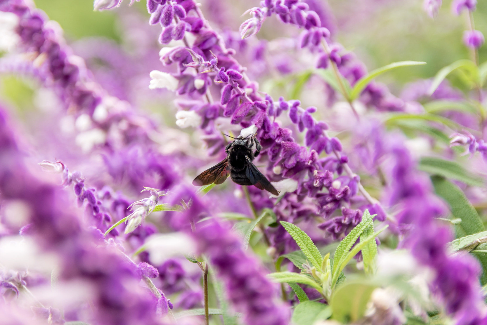 Sigma 17-50mm F2.8 EX DC OS HSM sample photo. Big black bee photography
