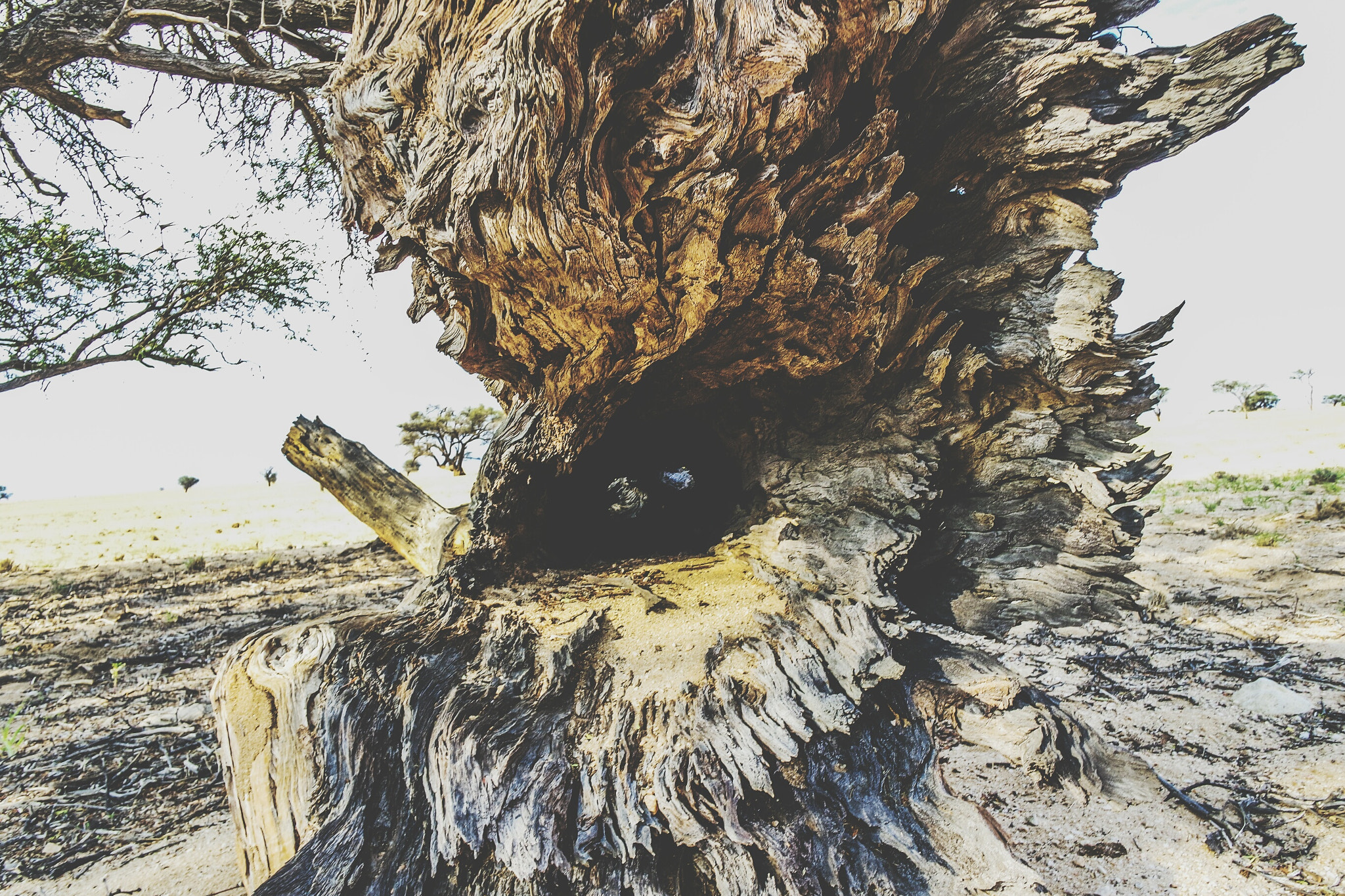Samsung NX mini sample photo. Bark photography