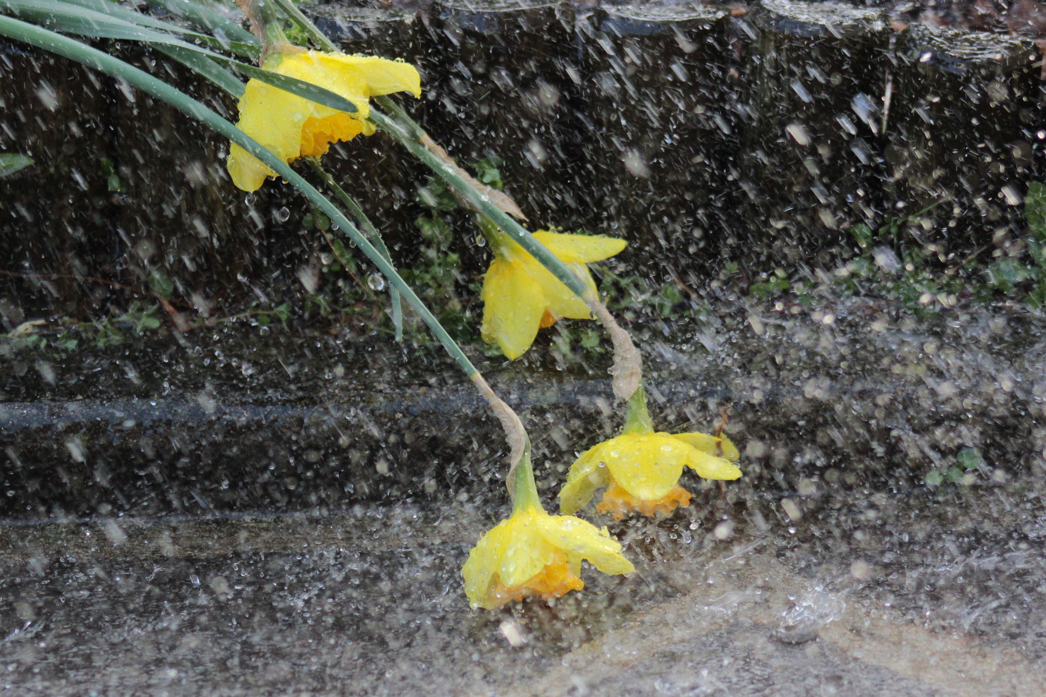 Canon EOS 600D (Rebel EOS T3i / EOS Kiss X5) + EF75-300mm f/4-5.6 sample photo. Rainy day photography