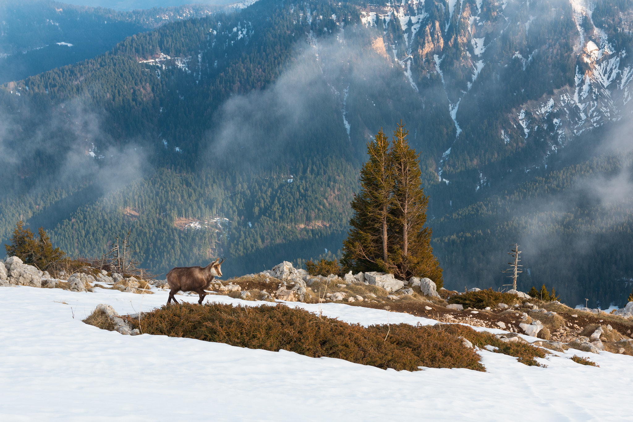 Canon EOS 70D + Sigma 18-35mm f/1.8 DC HSM sample photo. Chamois in french alps photography