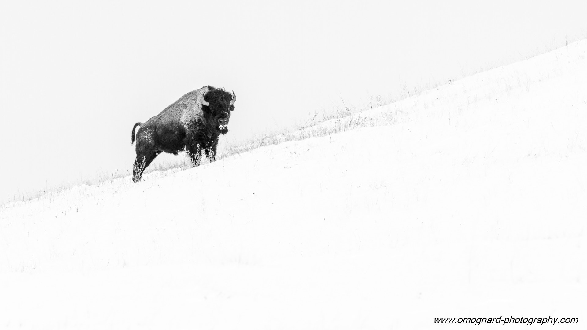 Canon EOS 7D sample photo. Snow & the beast photography