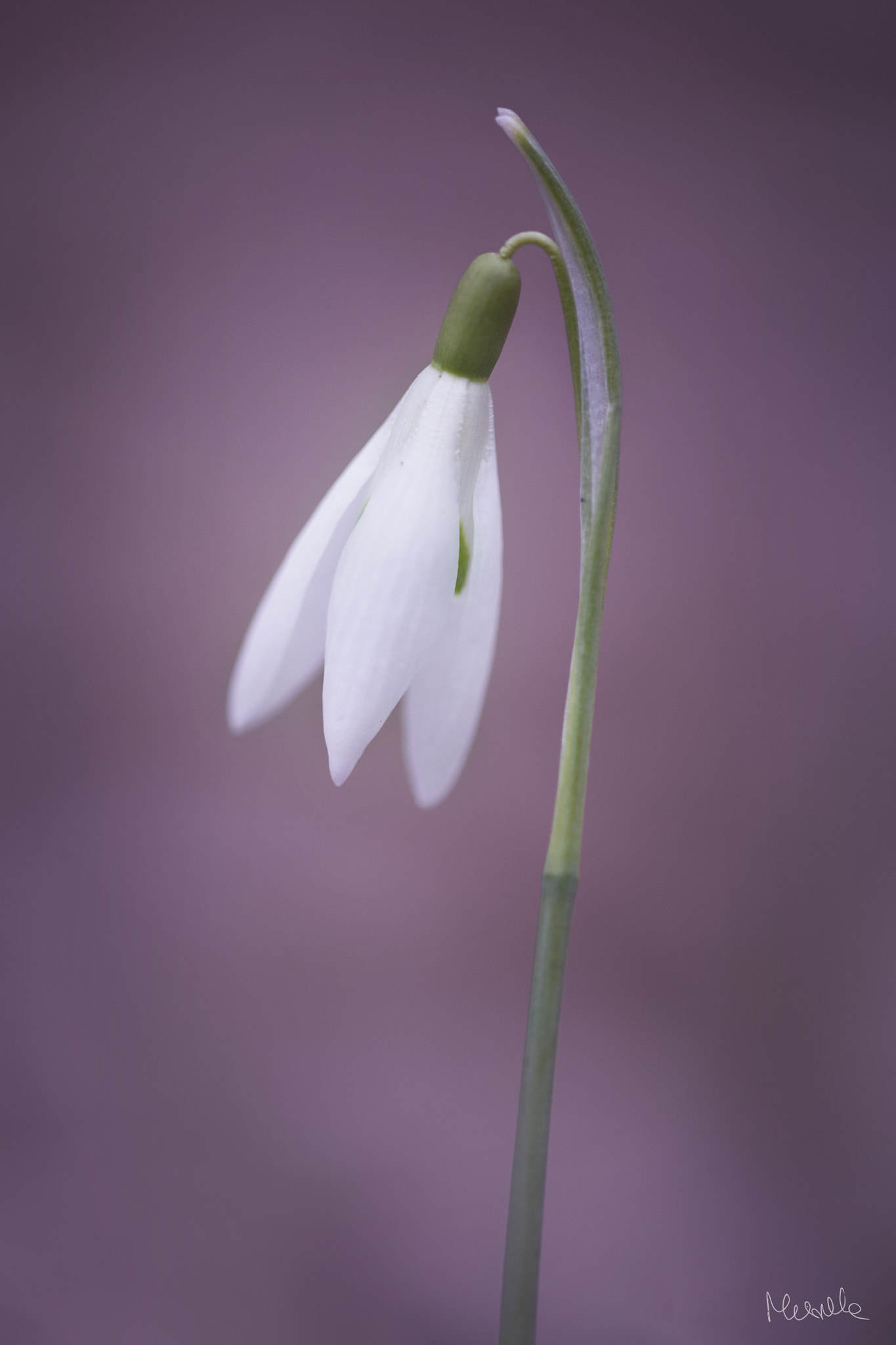 Sigma APO Macro 150mm f/2.8 EX DG HSM sample photo. 3 o' clock photography