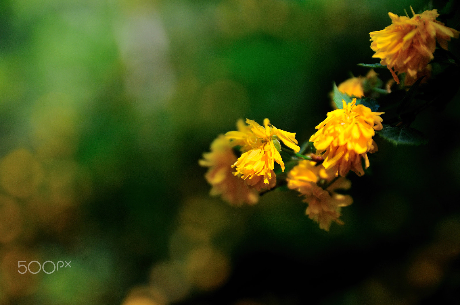 Nikon D300 sample photo. Flowers photography