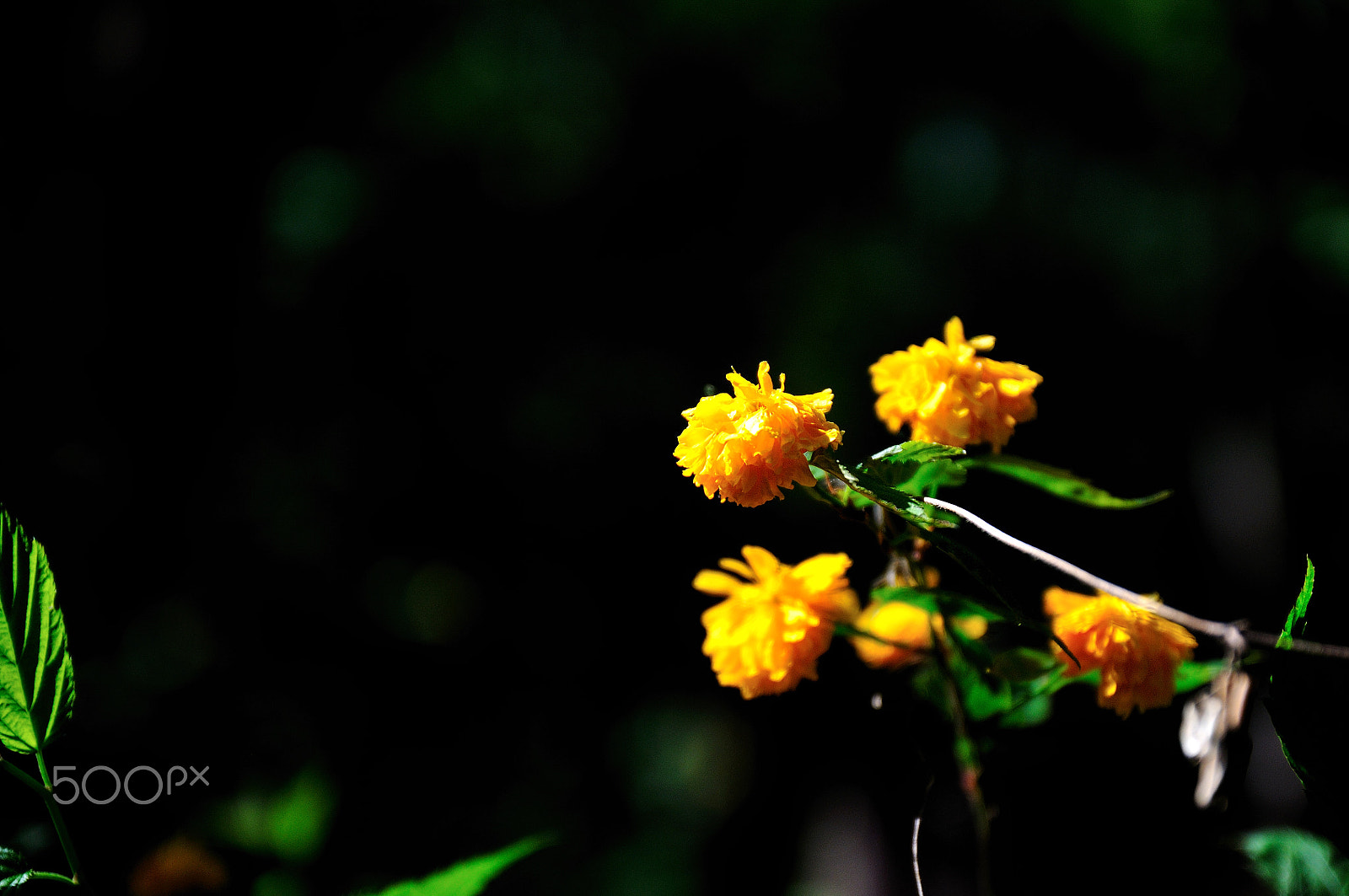 Nikon D300 sample photo. Flowers photography