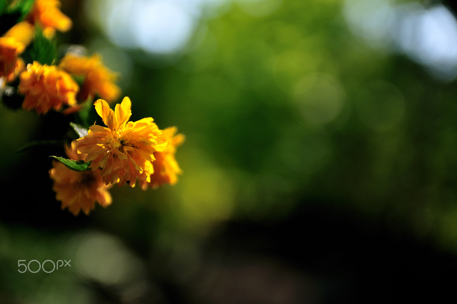Nikon D300 sample photo. Flowers photography
