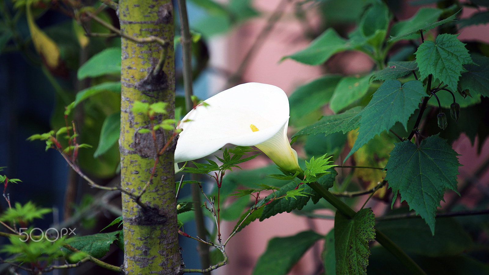 Sony FE 70-200mm F4 G OSS sample photo. Gimme something that i miss photography