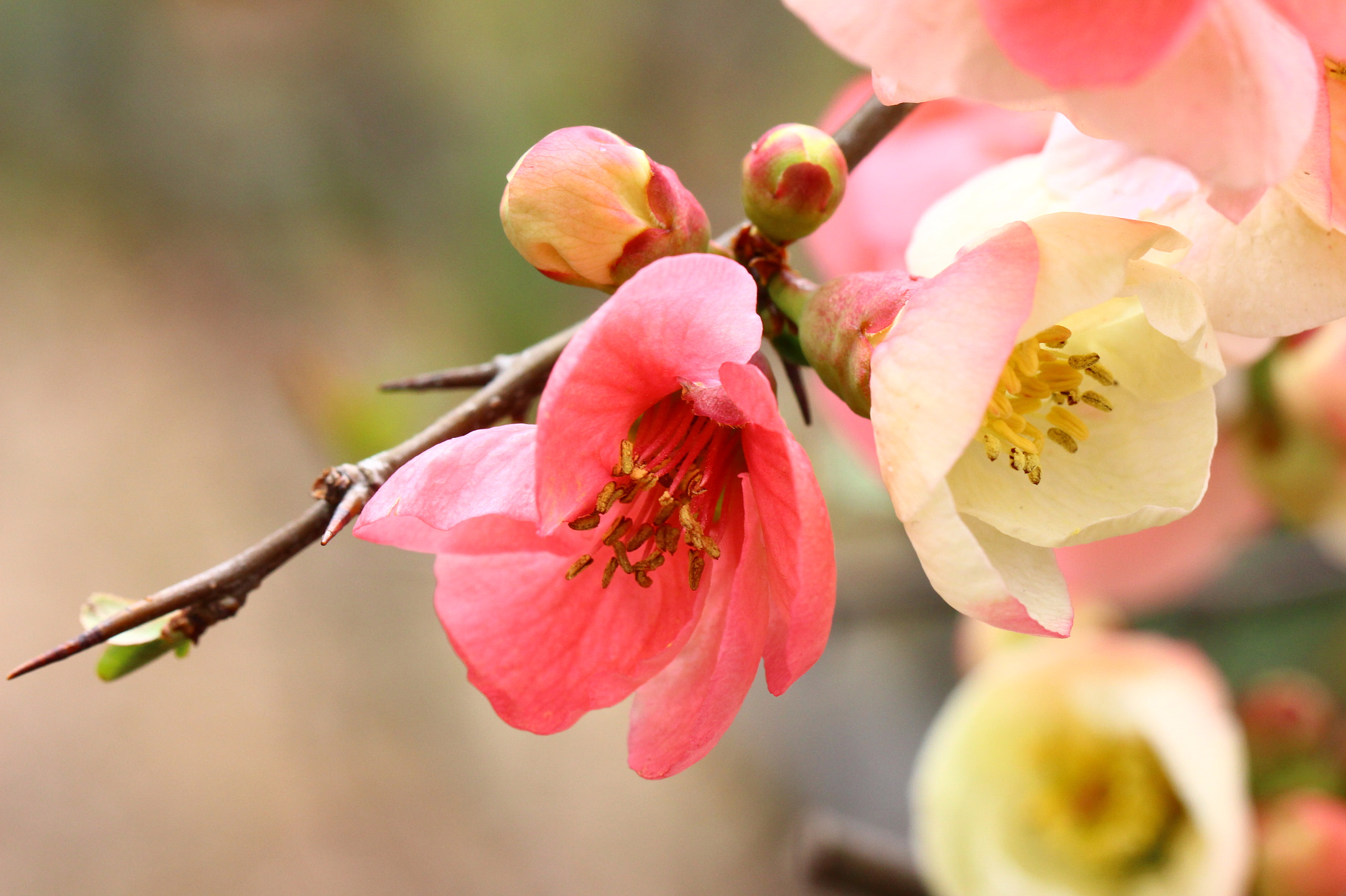 Canon EOS 700D (EOS Rebel T5i / EOS Kiss X7i) sample photo. 木瓜 : a japanese quince photography