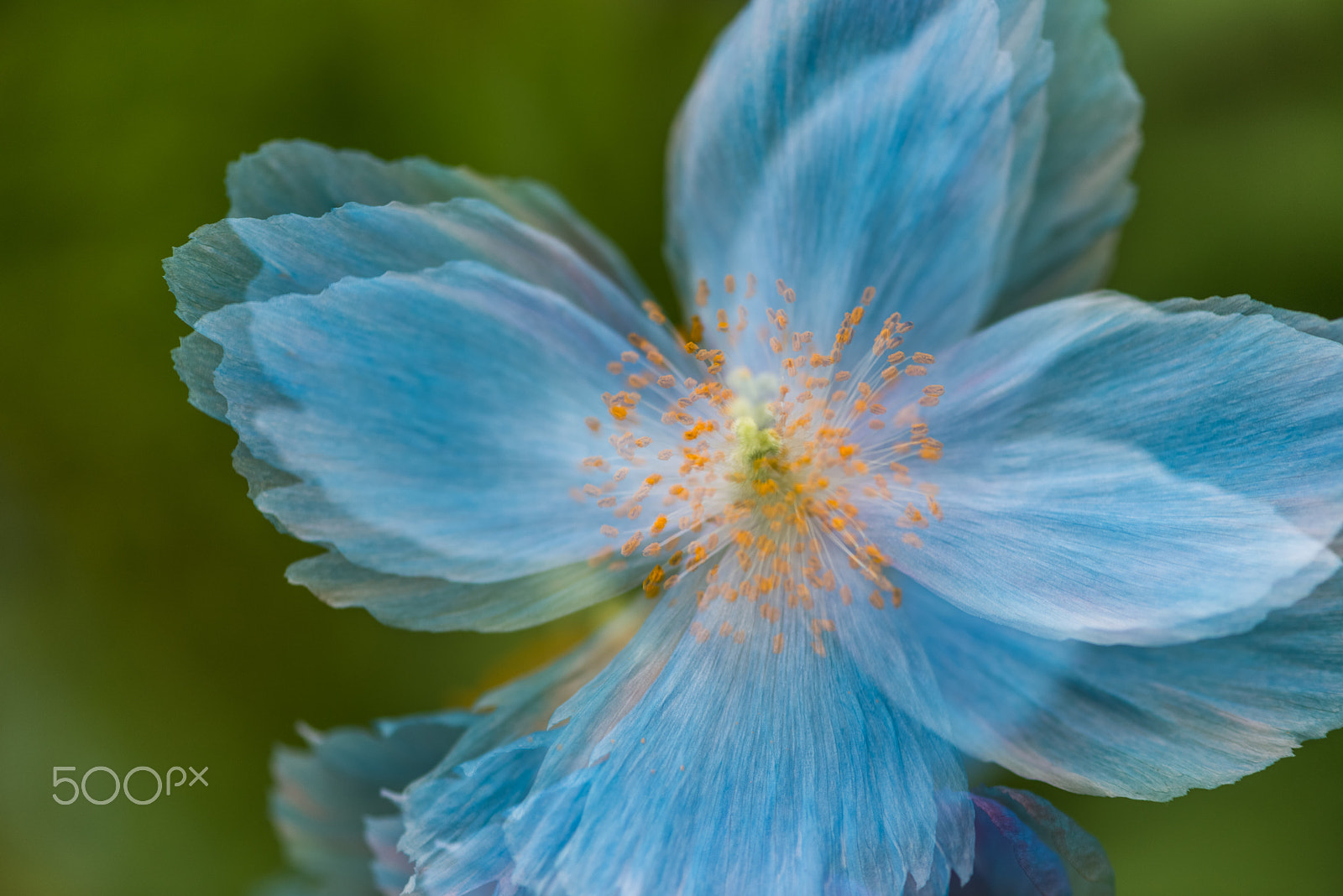 Nikon AF-S Micro-Nikkor 105mm F2.8G IF-ED VR sample photo. Himalayan blue poppy photography