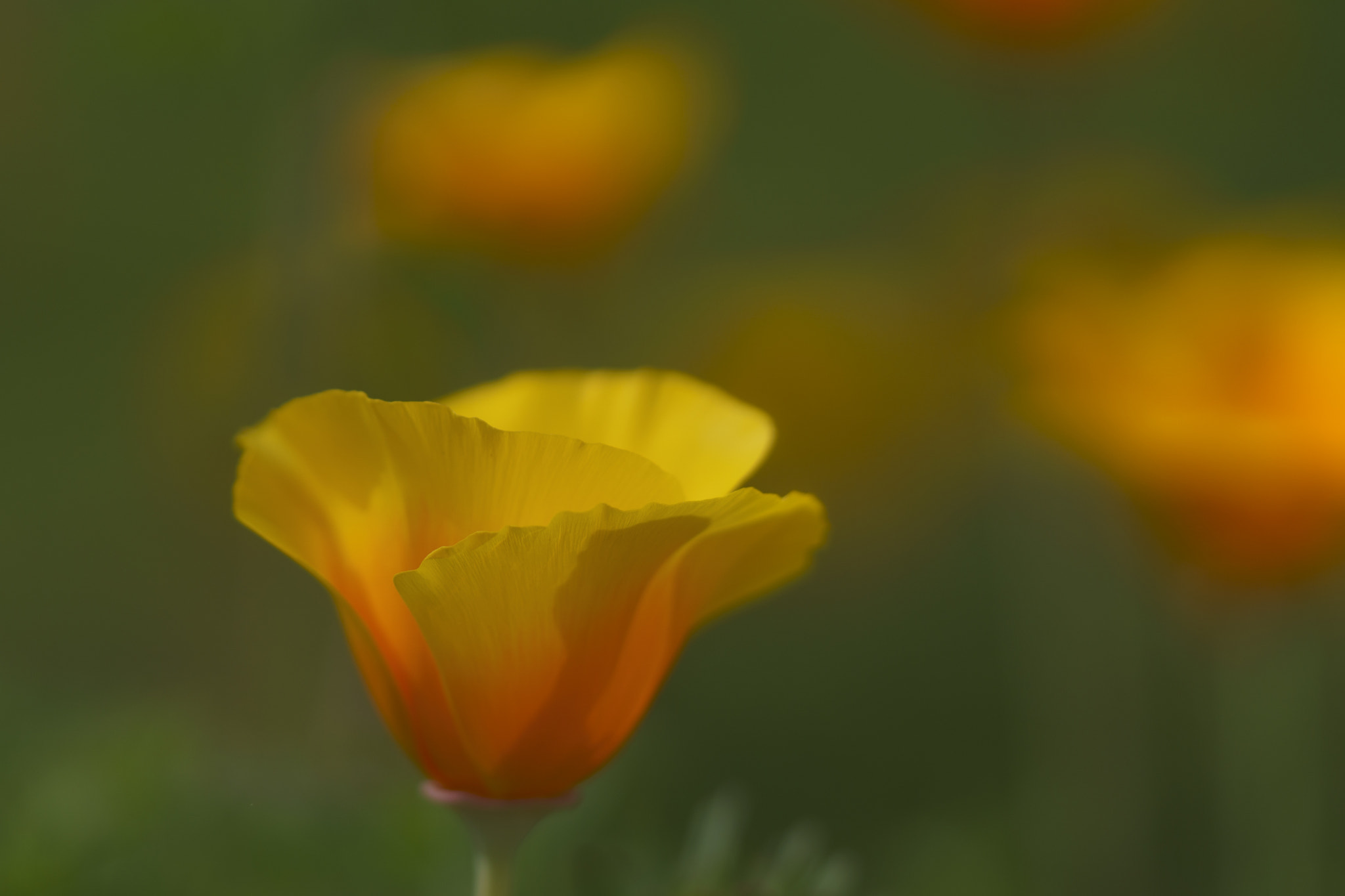 Sony a6500 + Sony FE 90mm F2.8 Macro G OSS sample photo. Welcome spring photography
