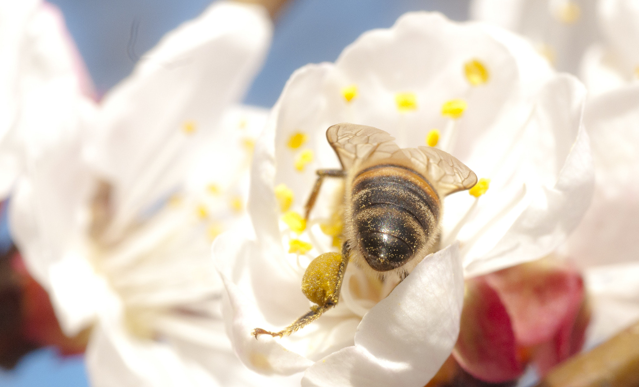 Nikon D300S sample photo. Bee photography