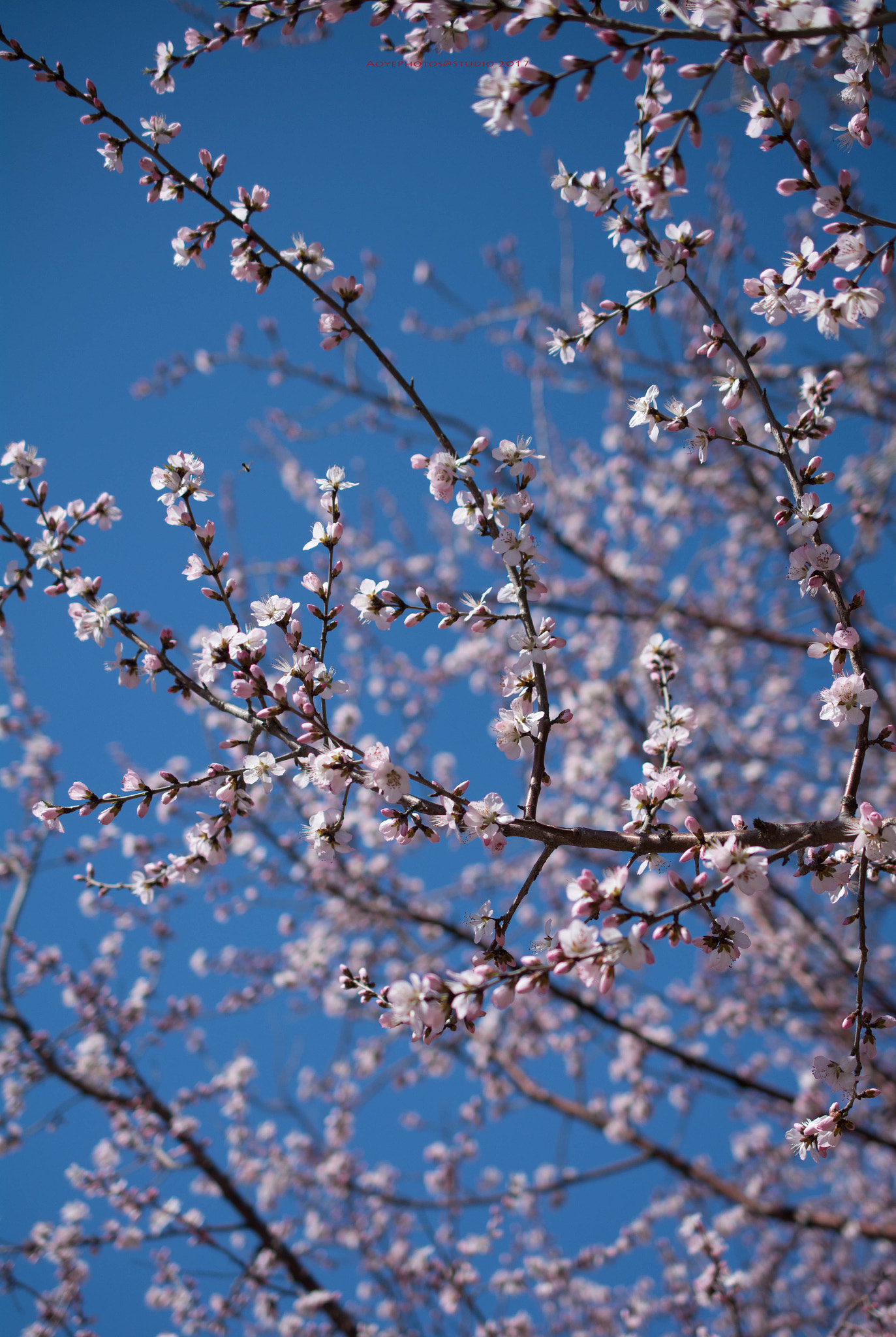 Nikon AF-S DX Micro Nikkor 40mm F2.8 sample photo