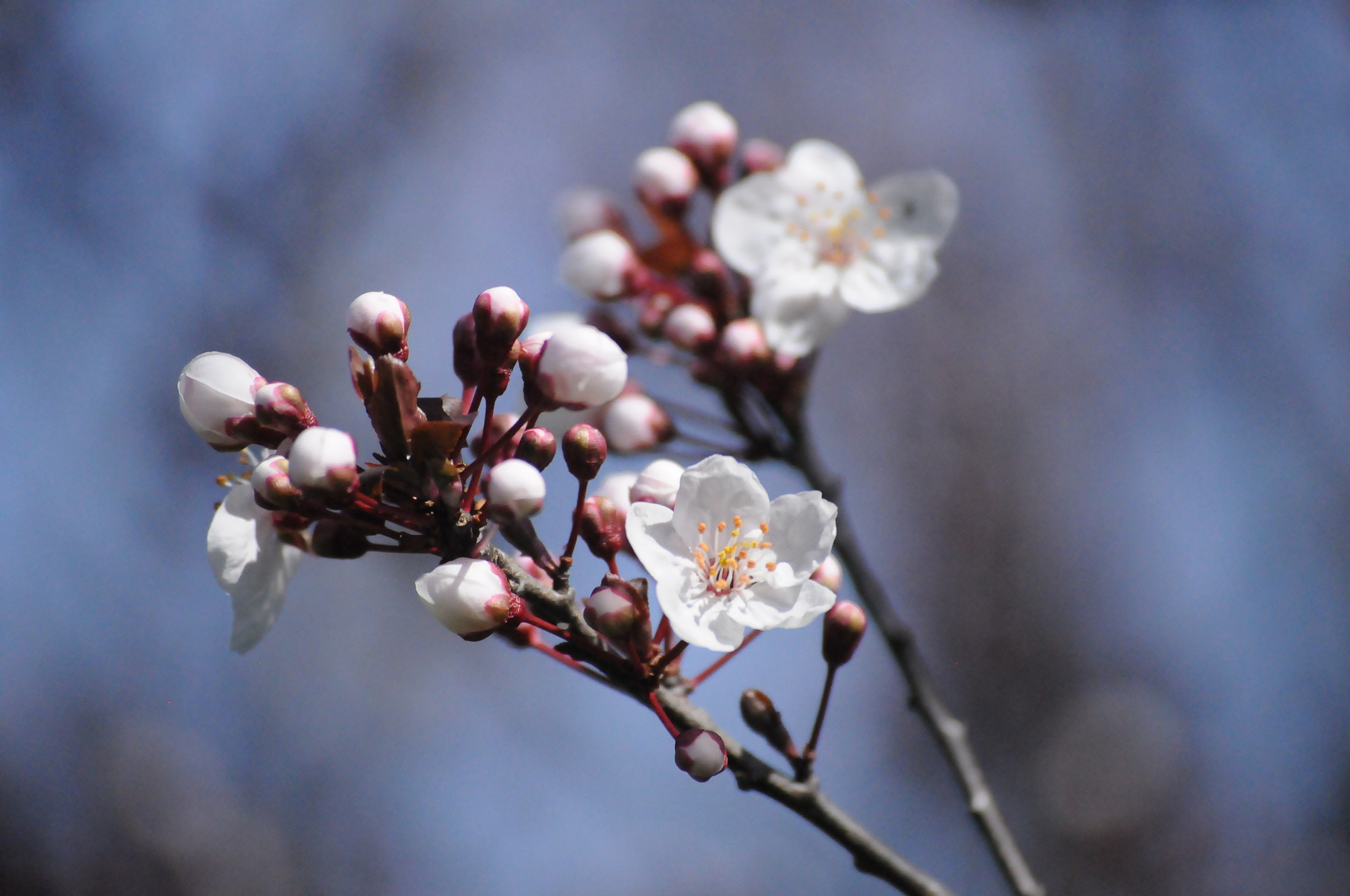 Nikon D300 sample photo. Plum blossoms #2 photography