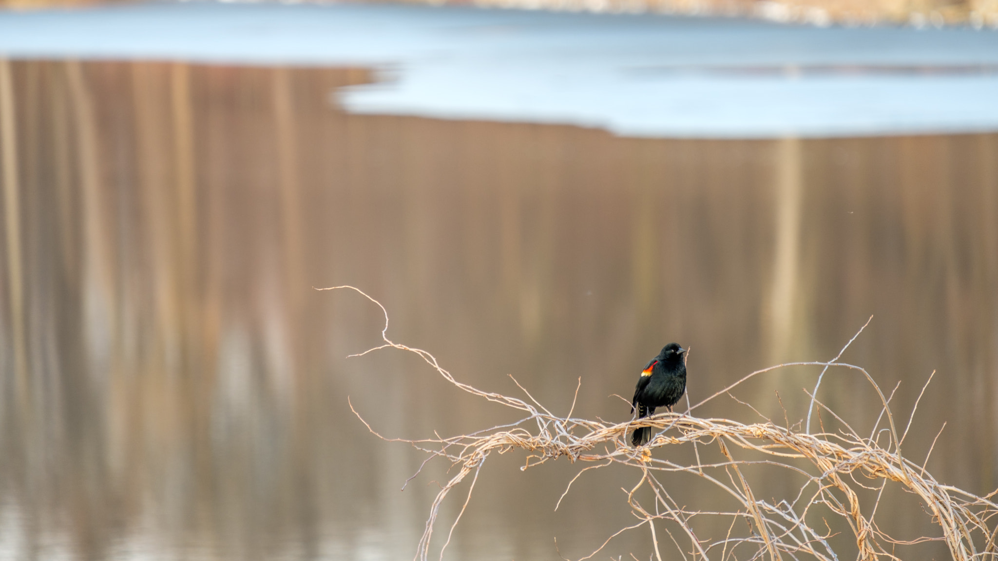 Fujifilm X-Pro2 + Fujifilm XF 55-200mm F3.5-4.8 R LM OIS sample photo. Red-winged photography