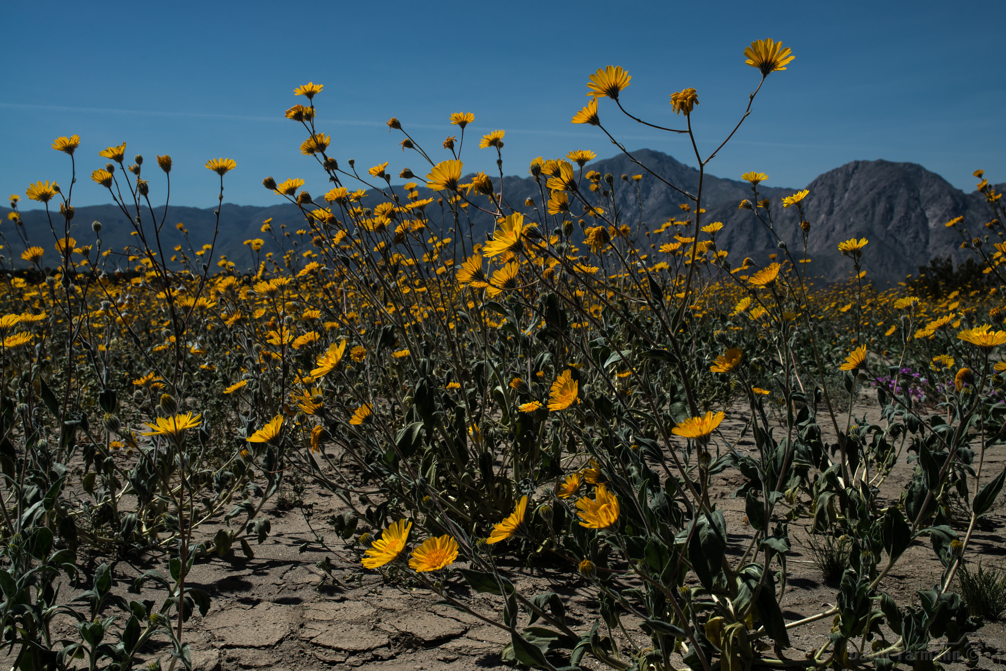 Nikon D800 sample photo. Anza-borrego wild flowers photography