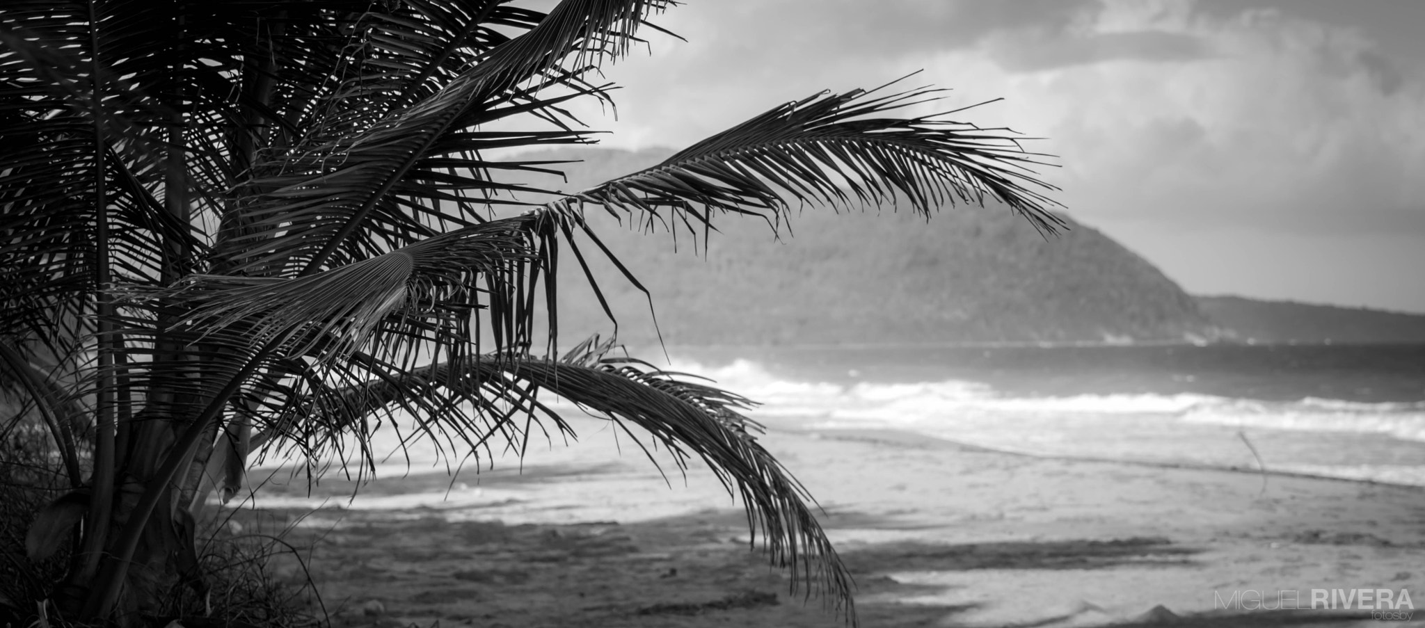 Canon EOS 80D sample photo. Palm beach photography