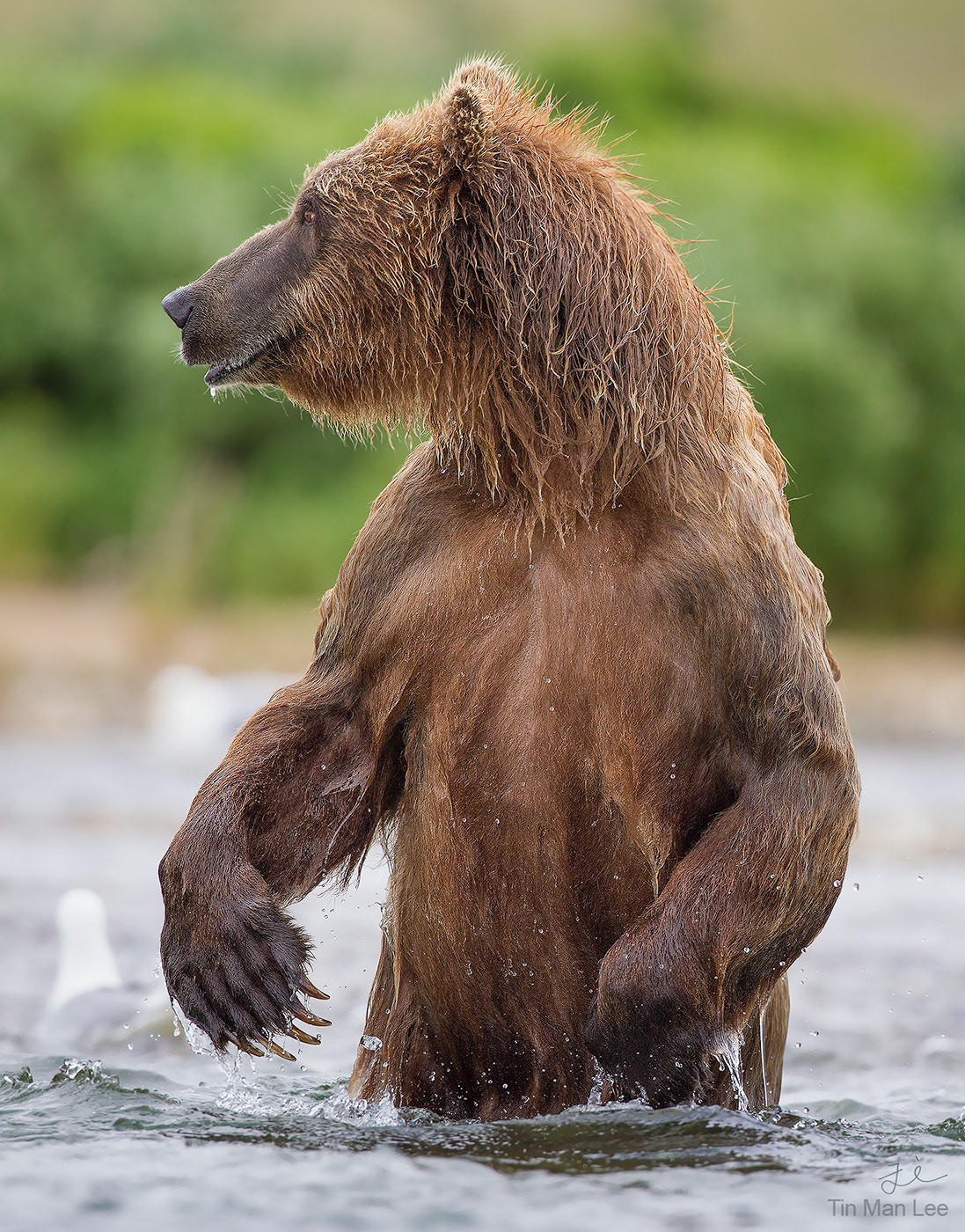 Canon EF 500mm F4L IS USM sample photo. Bear in water photography